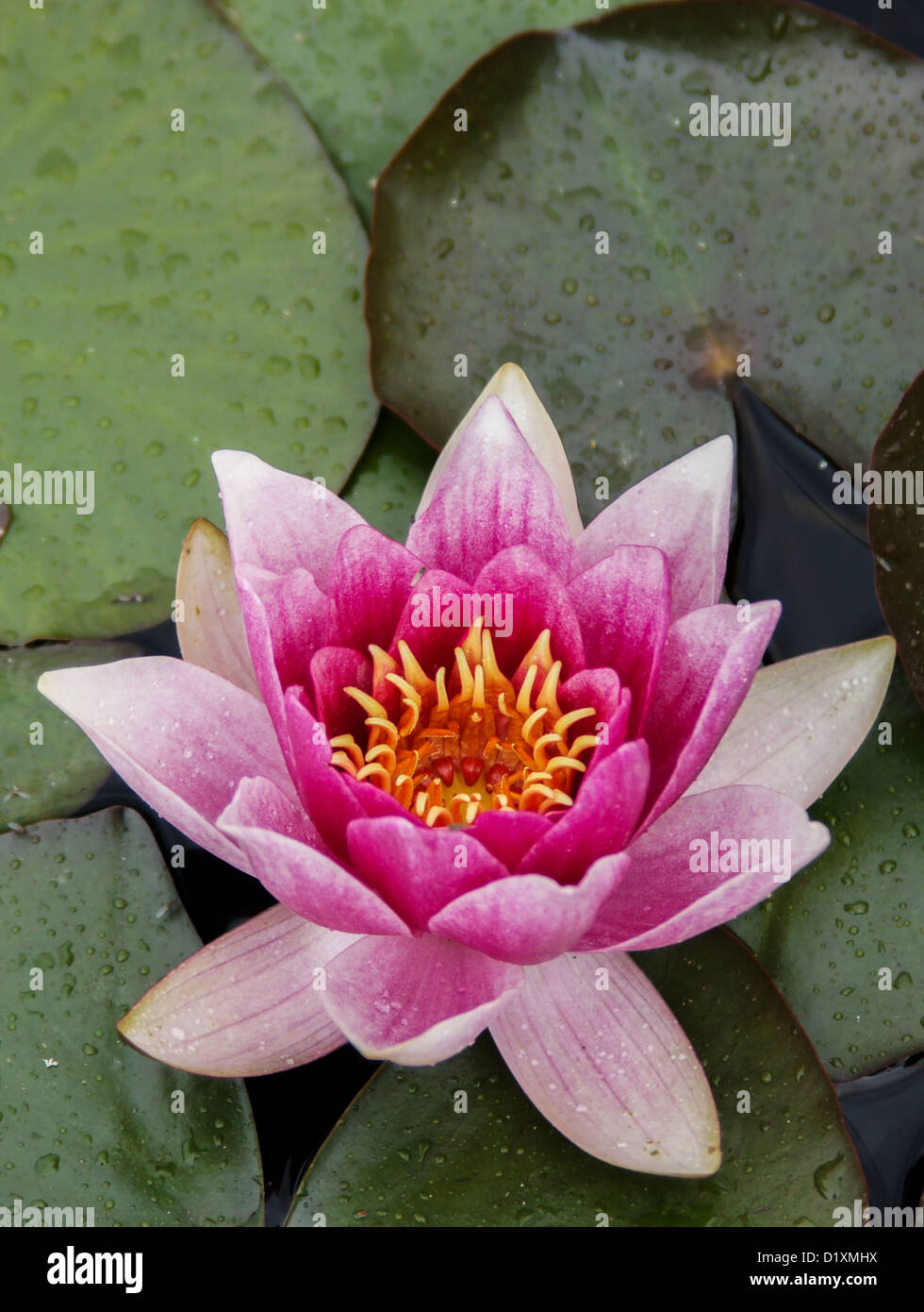 Pink Lotus Flower / Water Lilly Stock Photo Alamy