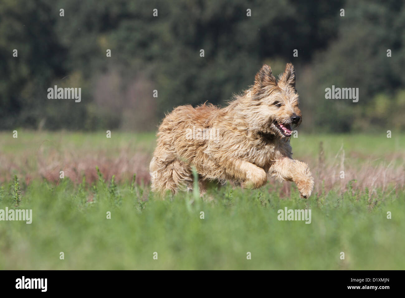 Dog Bouvier des Ardennes - Ardennes Cattle Dog adult fawn running in a meadow Stock Photo