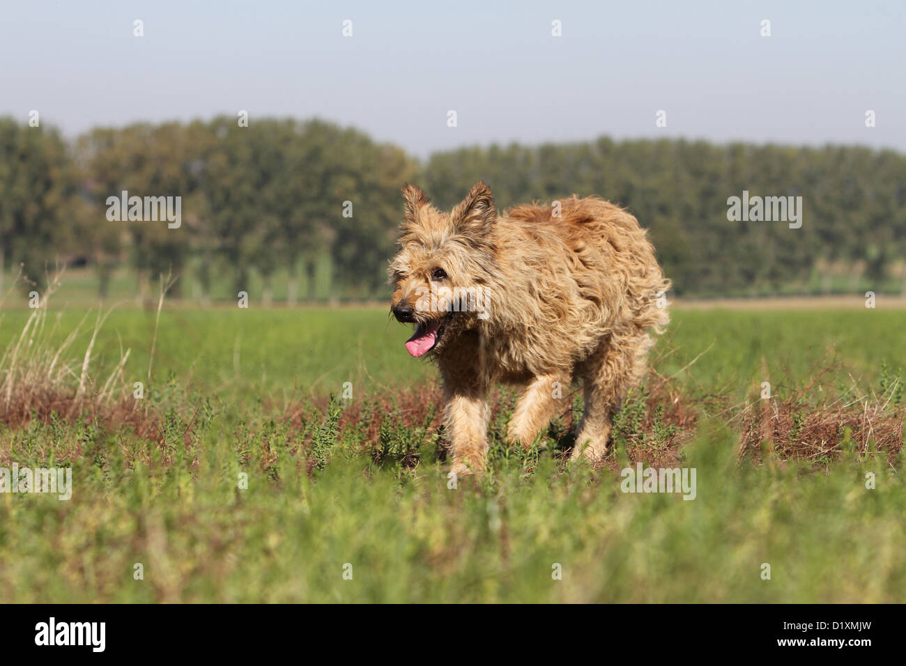 Dog Bouvier des Ardennes - Ardennes Cattle Dog adult fawn running in a meadow Stock Photo