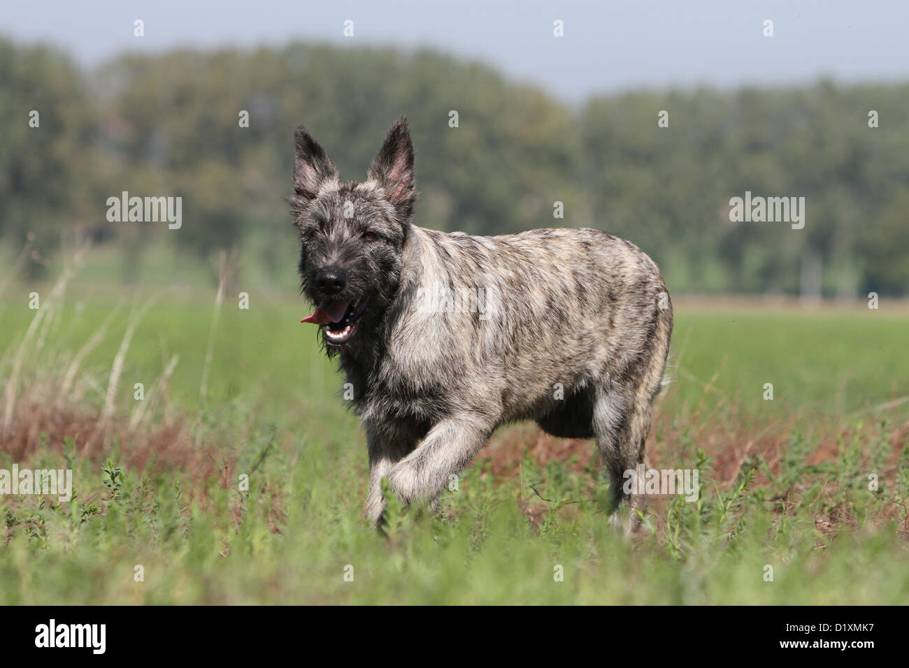 Dog Bouvier des Ardennes - Ardennes Cattle Dog adult gray running in a meadow Stock Photo