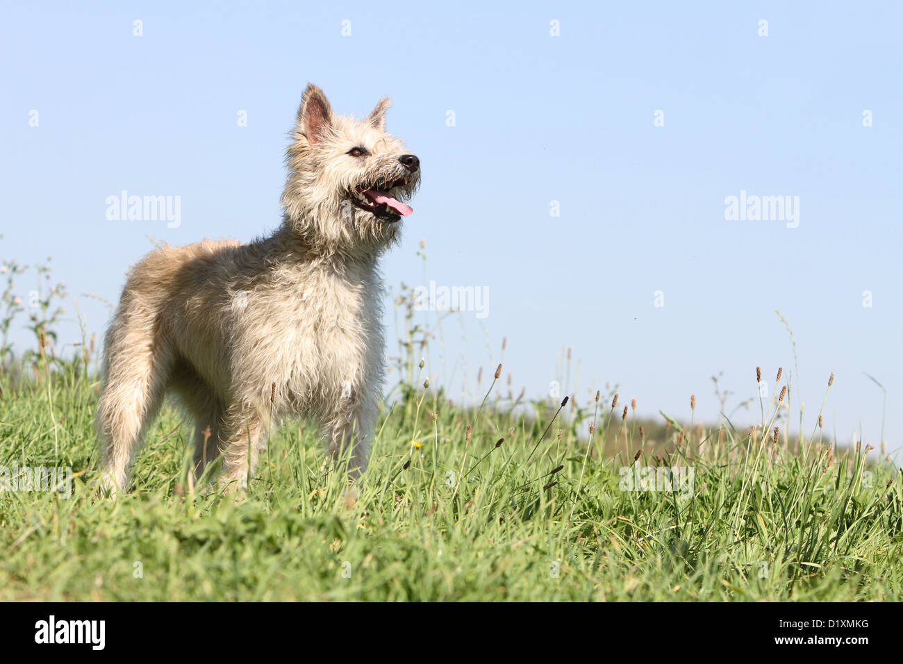 Dog Bouvier des Ardennes - Ardennes Cattle Dog adult straw colored standing in a meadow Stock Photo