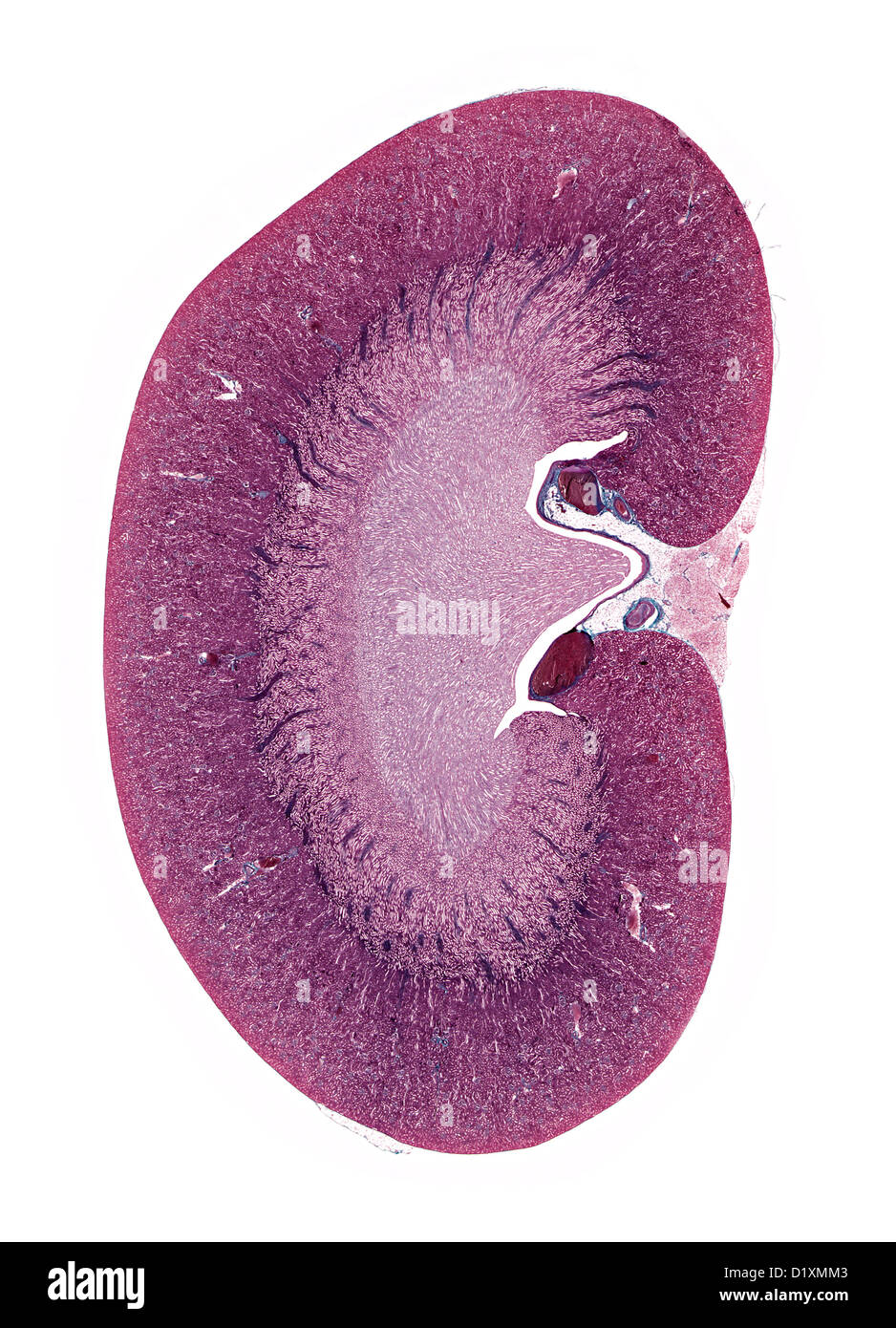 Longitudenal section of kidney microscope preparation Stock Photo Alamy
