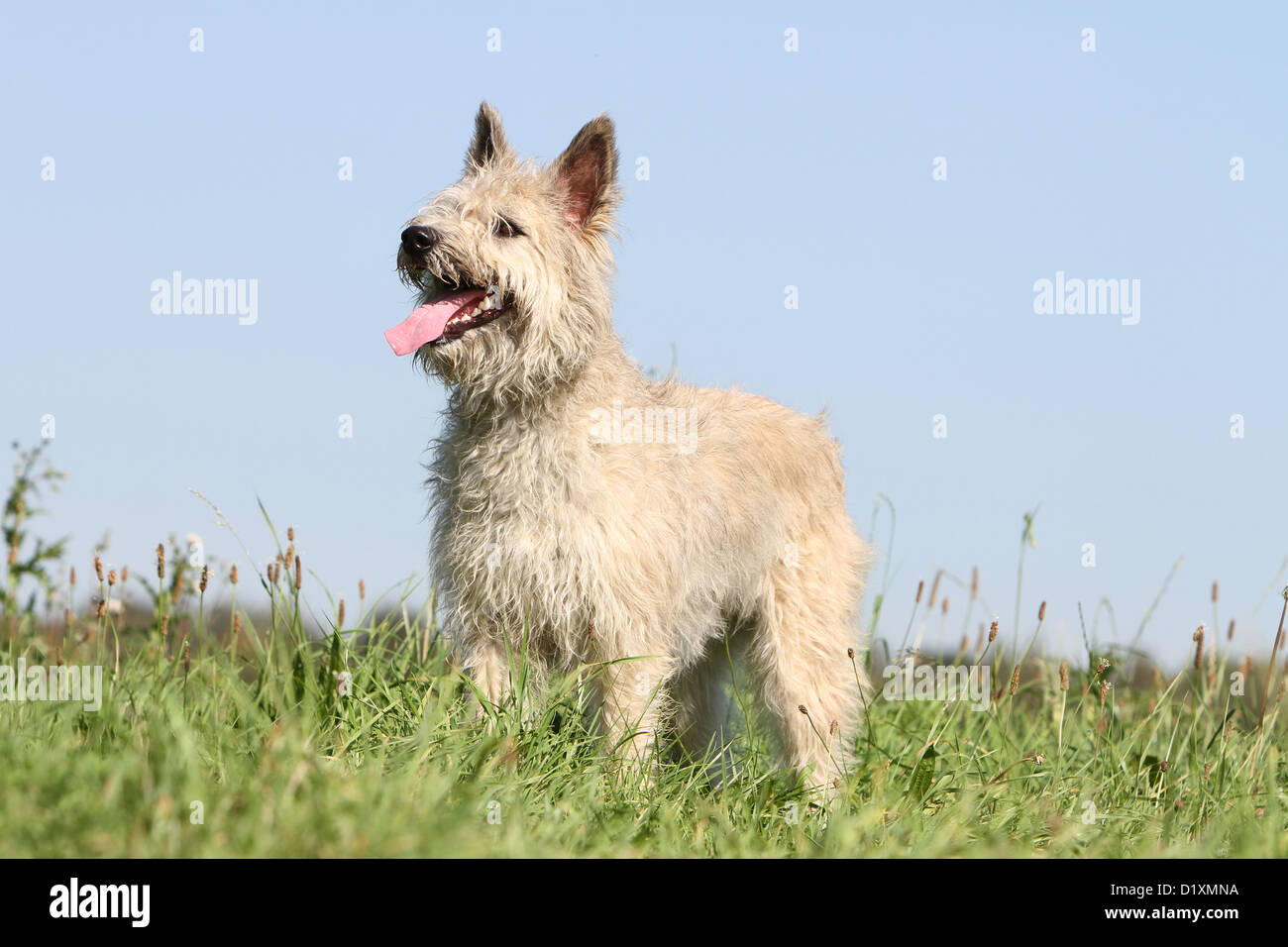 Dog Bouvier des Ardennes - Ardennes Cattle Dog adult straw colored standing in a meadow Stock Photo