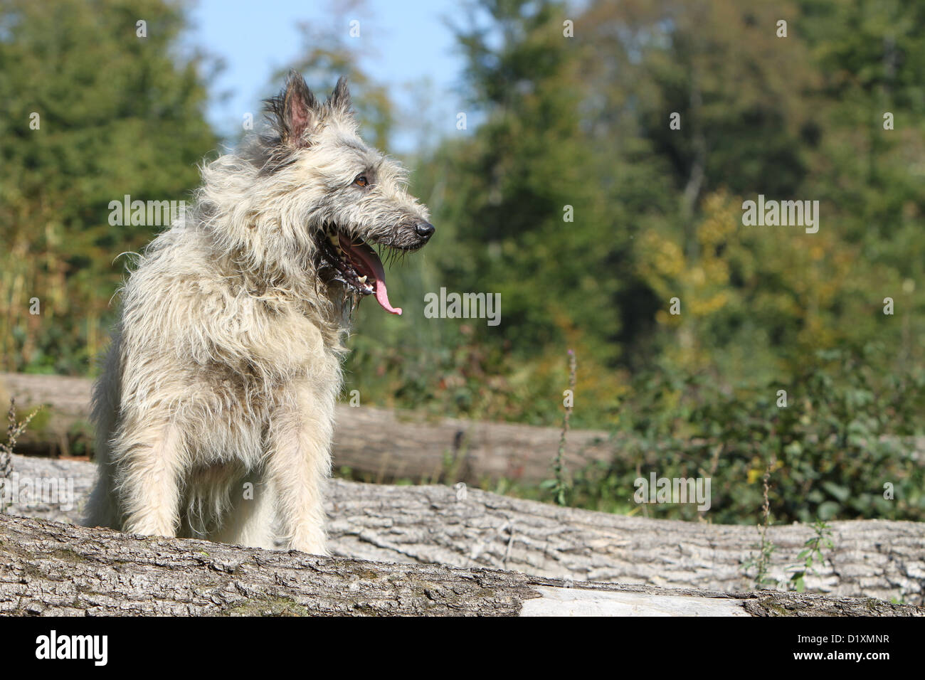 Dog Bouvier des Ardennes - Ardennes Cattle Dog adult straw colored standing on a wood Stock Photo