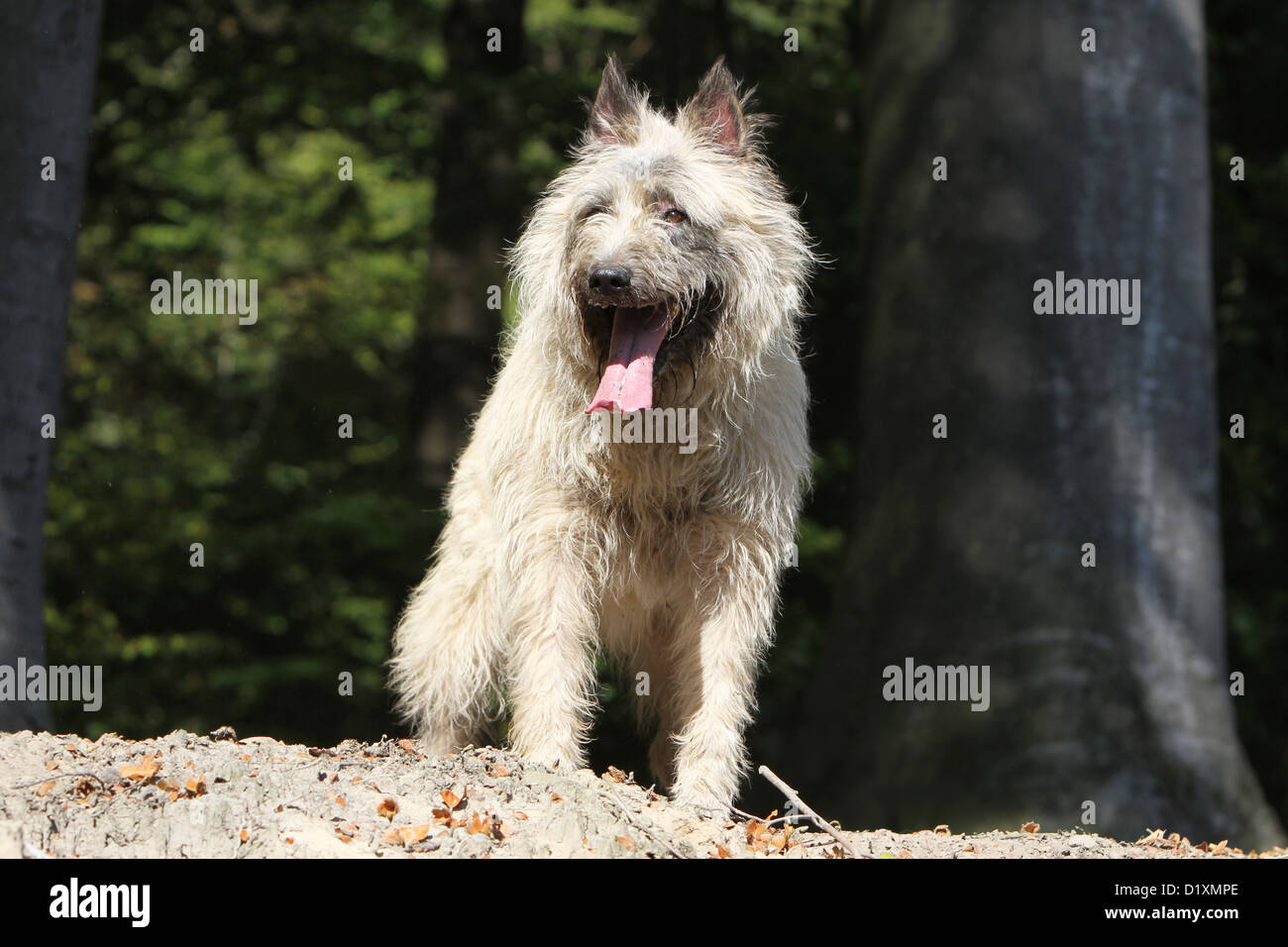 Dog Bouvier des Ardennes - Ardennes Cattle Dog adult straw colored standing in a forest Stock Photo