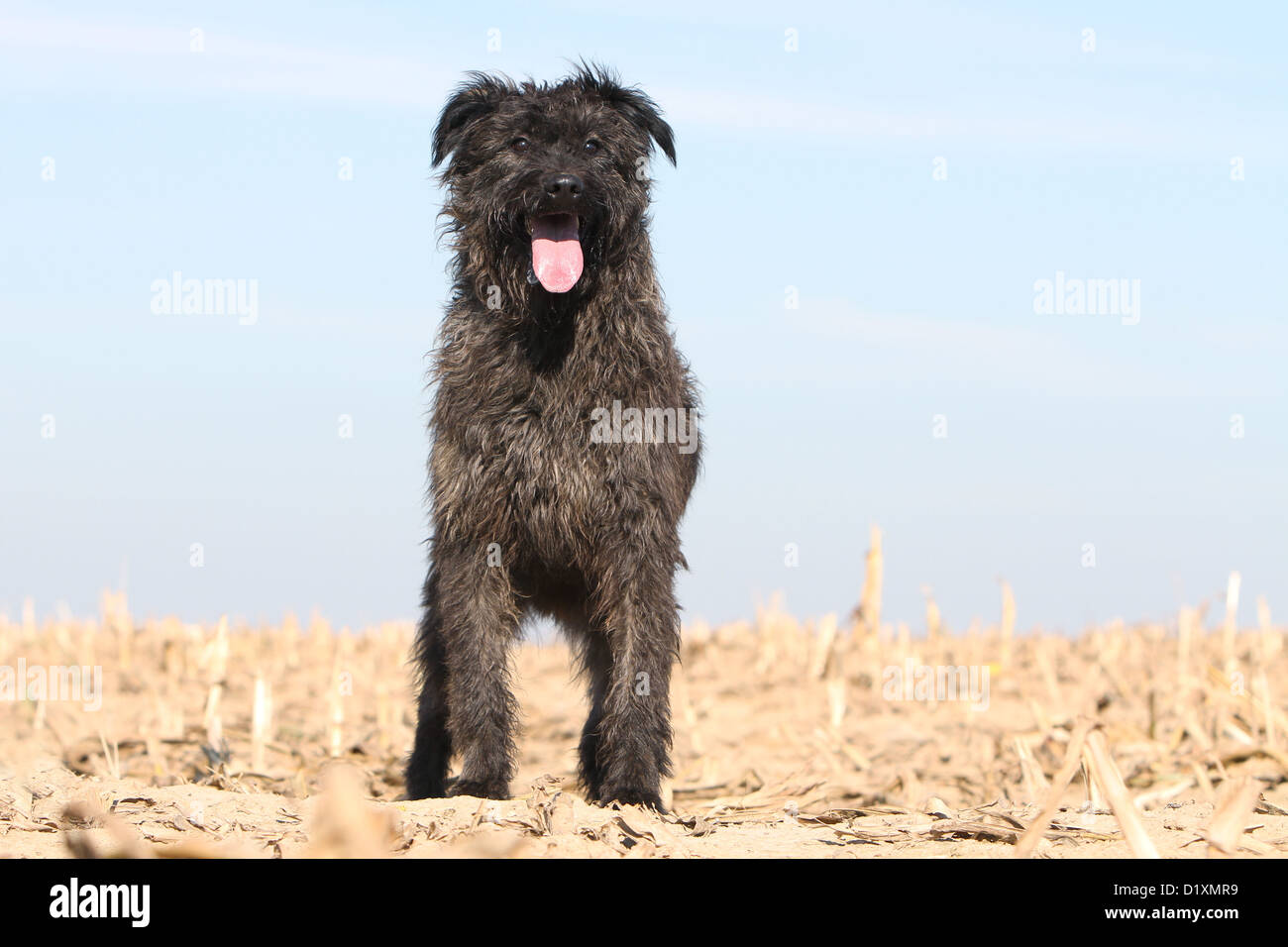 Dog Bouvier des Ardennes - Ardennes Cattle Dog adult dark gray standing in a field Stock Photo