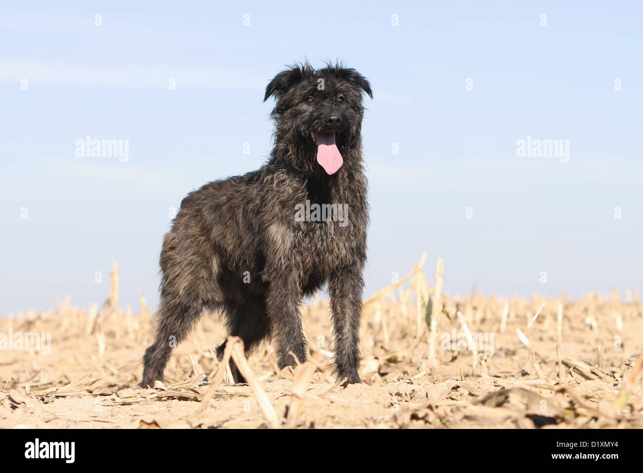 Dog Bouvier des Ardennes - Ardennes Cattle Dog adult dark gray standing in a field Stock Photo