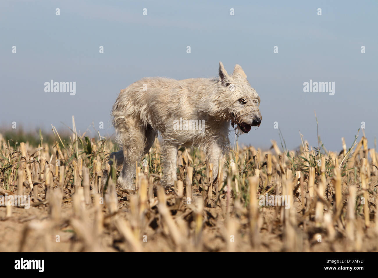 Dog Bouvier des Ardennes - Ardennes Cattle Dog adult straw colored running in a field Stock Photo