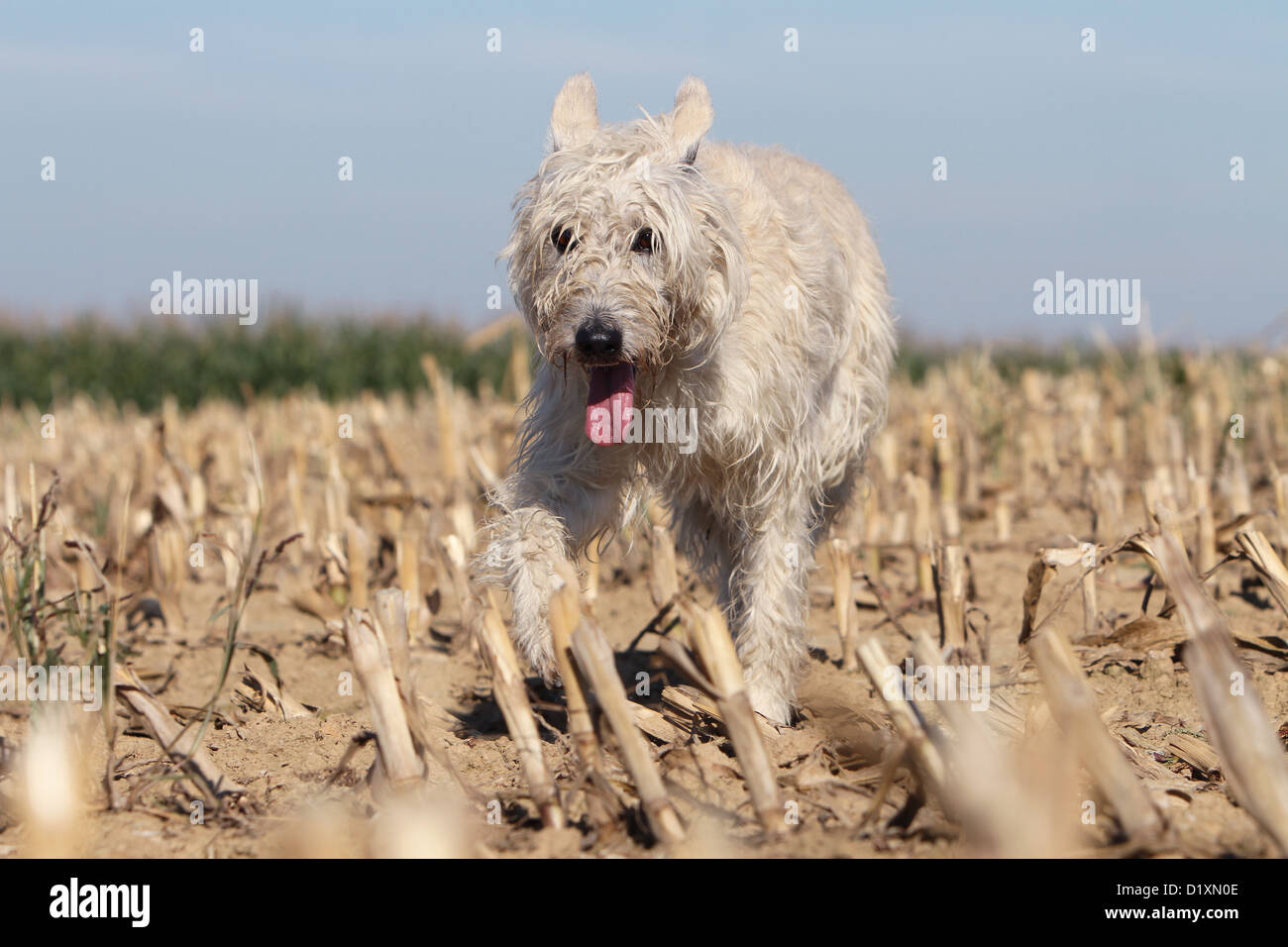 Dog Bouvier des Ardennes - Ardennes Cattle Dog adult straw colored running in a field Stock Photo