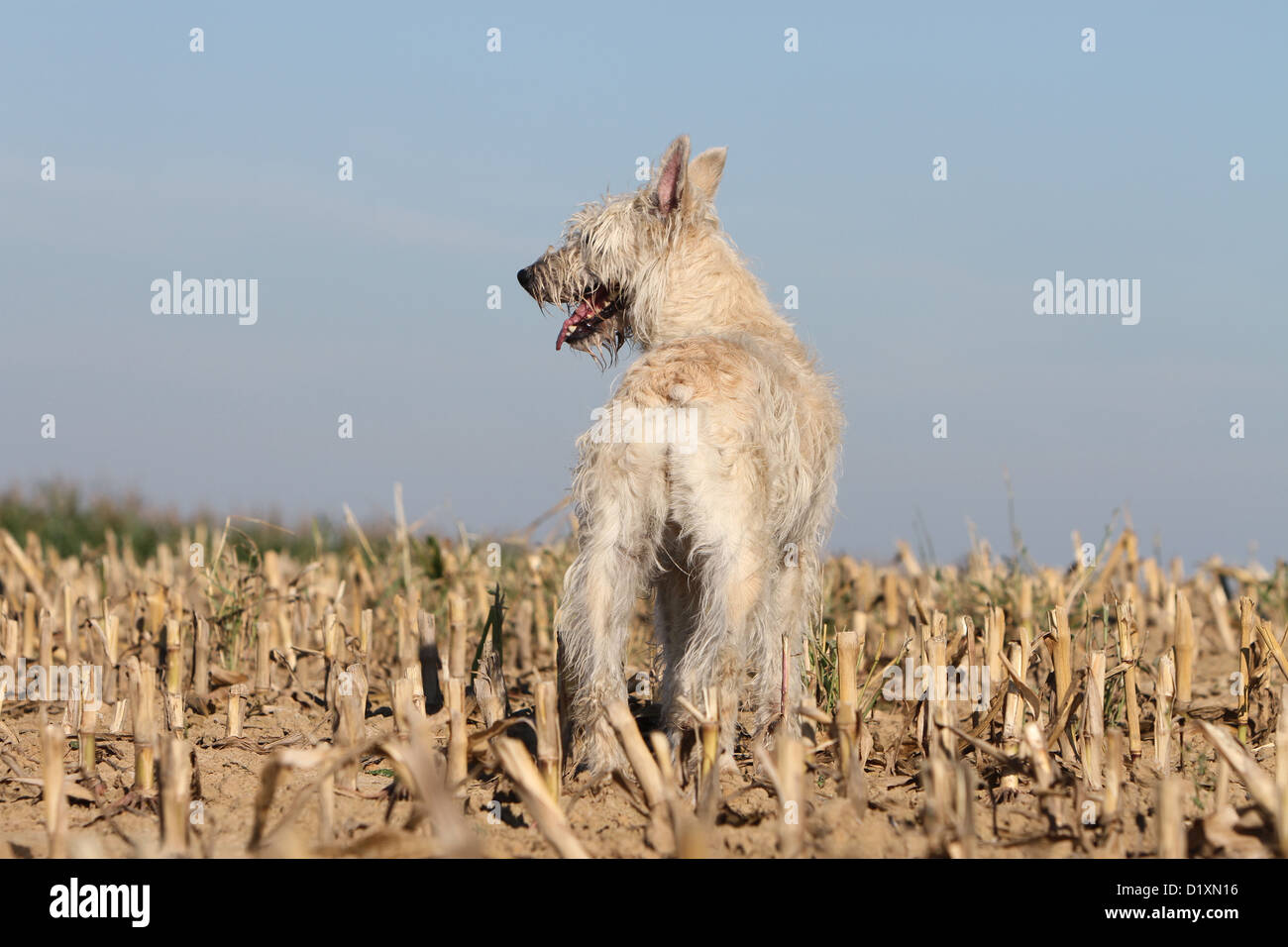 Dog Bouvier des Ardennes - Ardennes Cattle Dog adult straw colored standing in a field back view Stock Photo