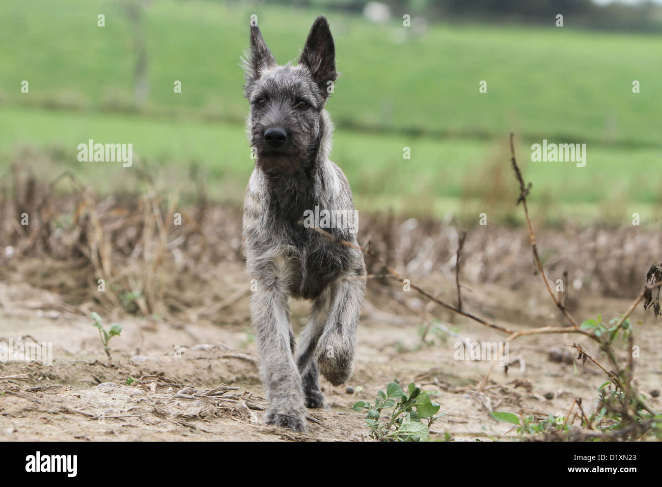 Dog Bouvier des Ardennes - Ardennes Cattle Dog puppy gray running in a field Stock Photo