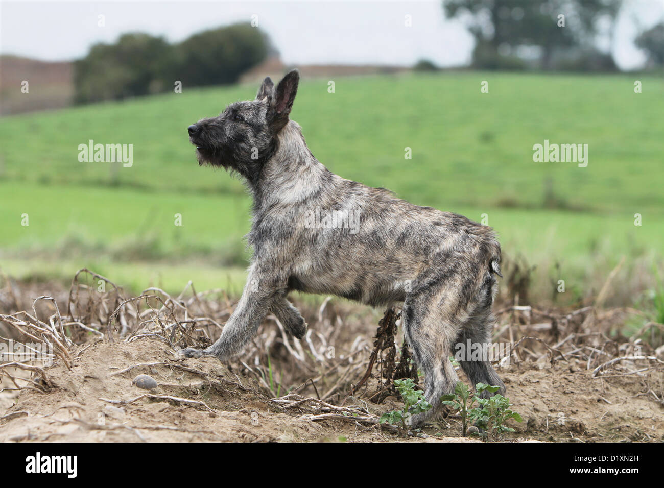 Dog Bouvier Des Ardennes Ardennes Cattle Dog Puppy Gray Standing In Stock Photo Alamy