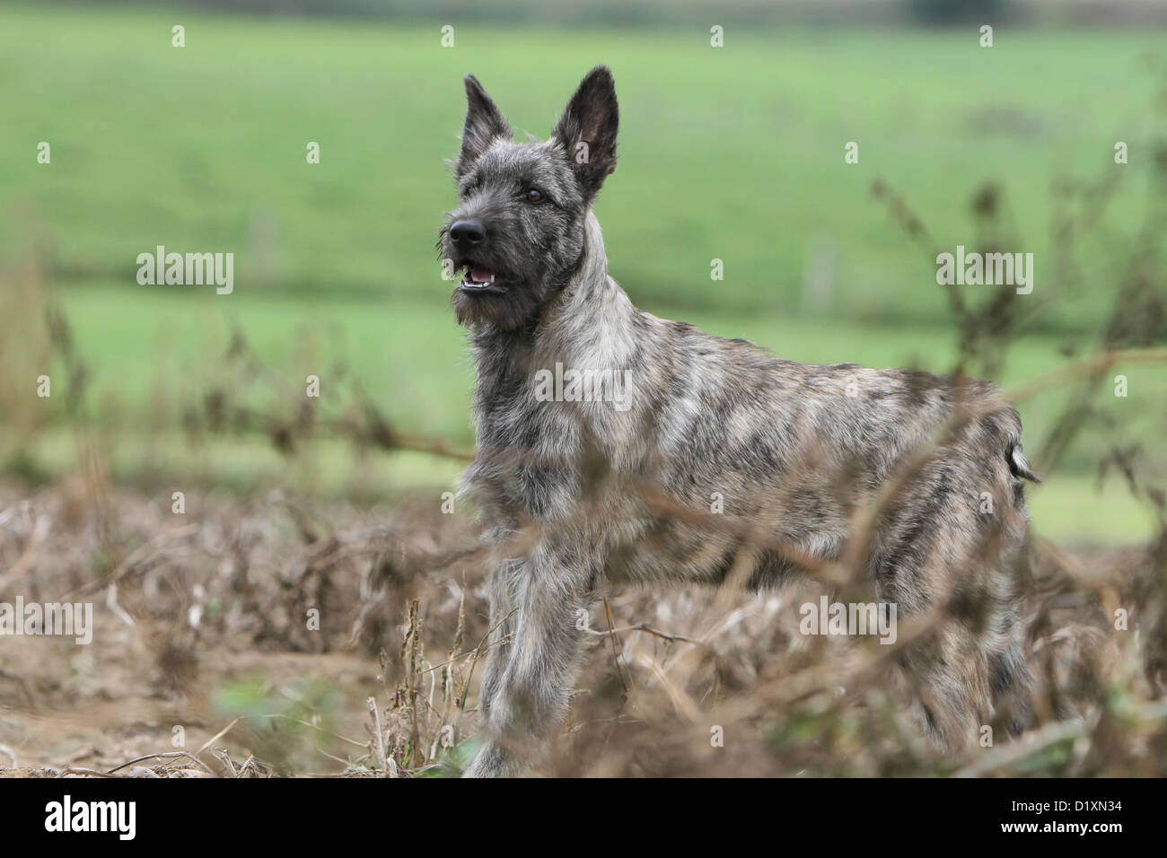 Dog Bouvier des Ardennes - Ardennes Cattle Dog puppy gray standing in a field Stock Photo