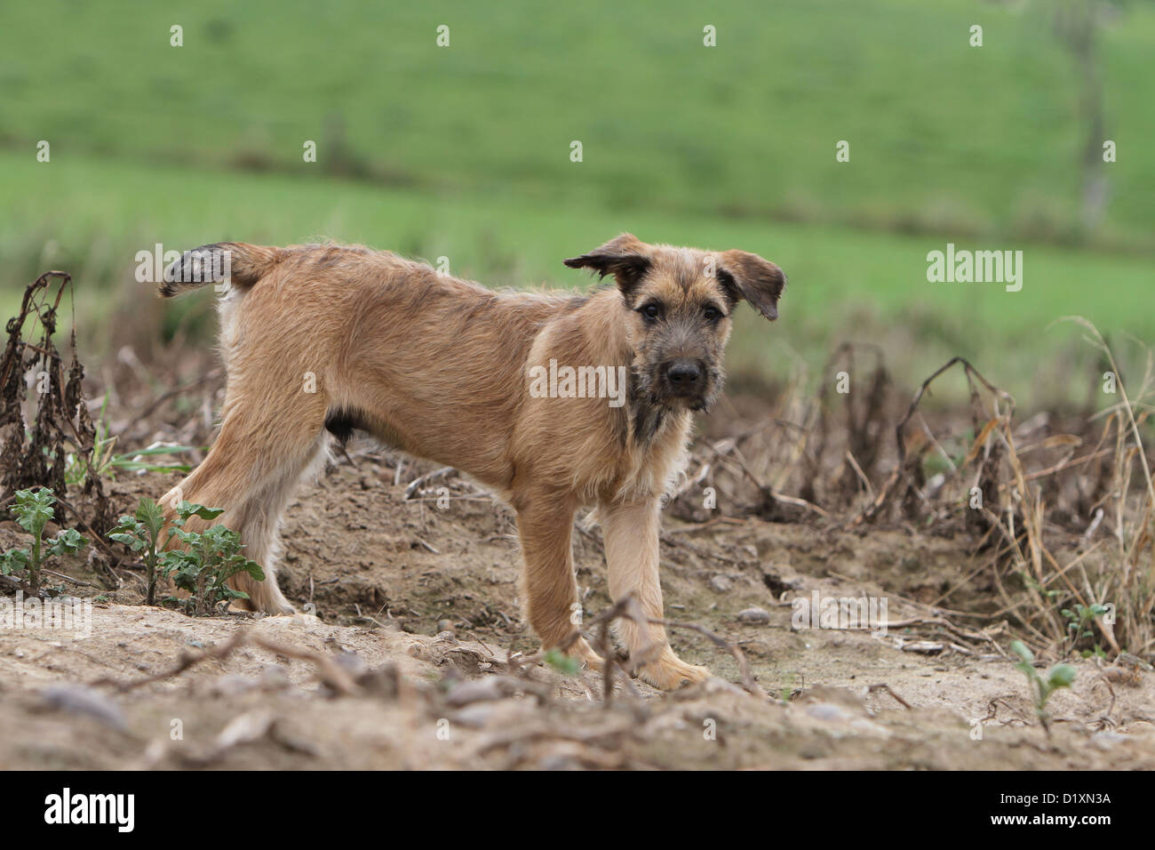 Dog Bouvier des Ardennes - Ardennes Cattle Dog puppy fawn standing in a field Stock Photo