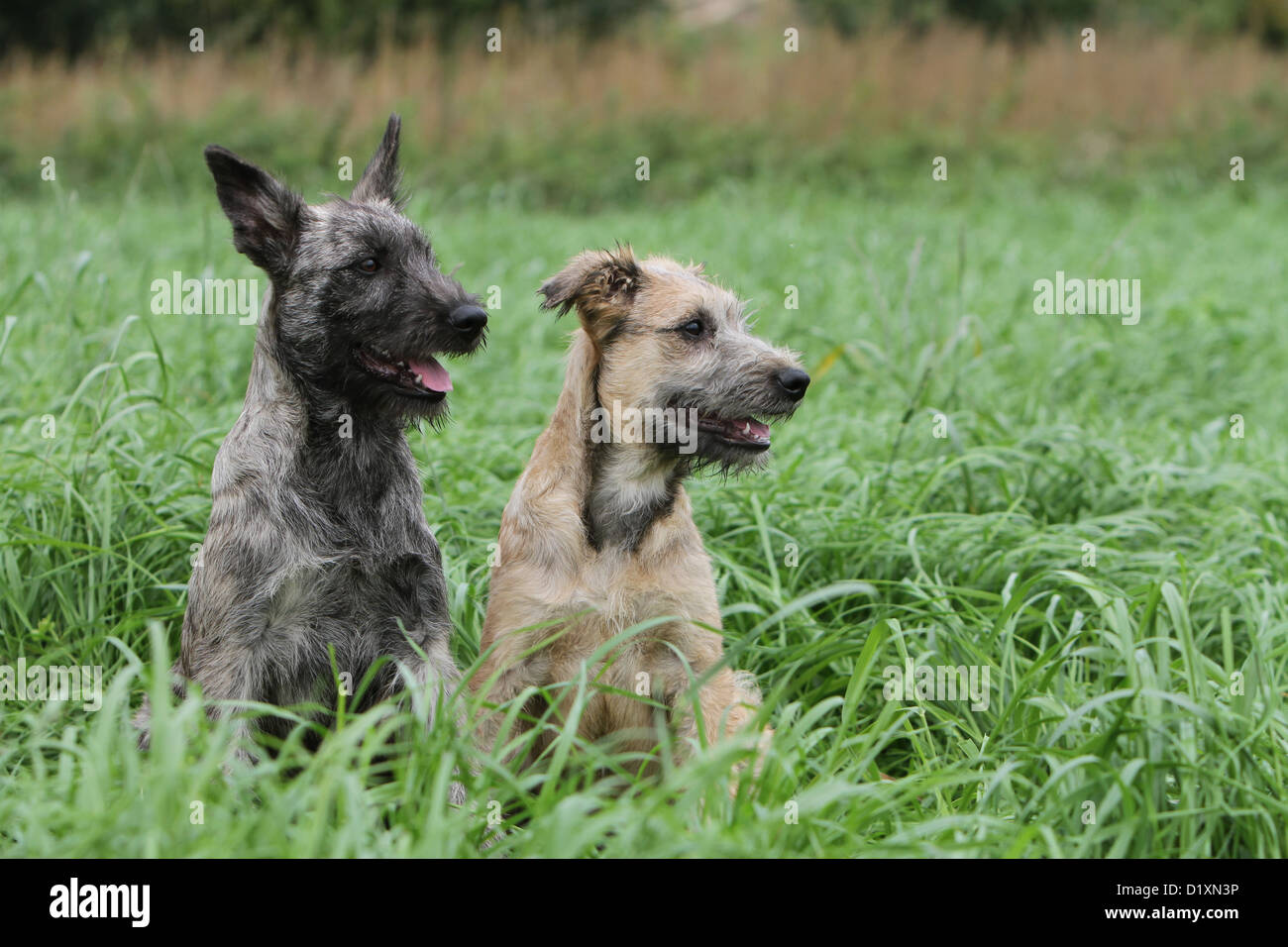 Dog Bouvier des Ardennes - Ardennes Cattle Dog two puppies dark gray and straw color sitting Stock Photo