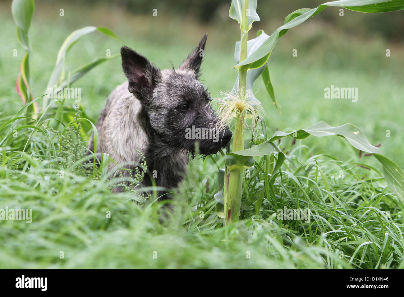 Dog Bouvier des Ardennes - Ardennes Cattle Dog puppy gray smell the vegetation Stock Photo