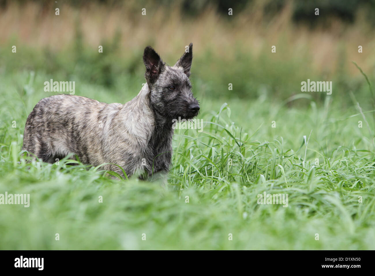 Dog Bouvier Des Ardennes Ardennes Cattle Dog Puppy Gray In The Stock Photo Alamy