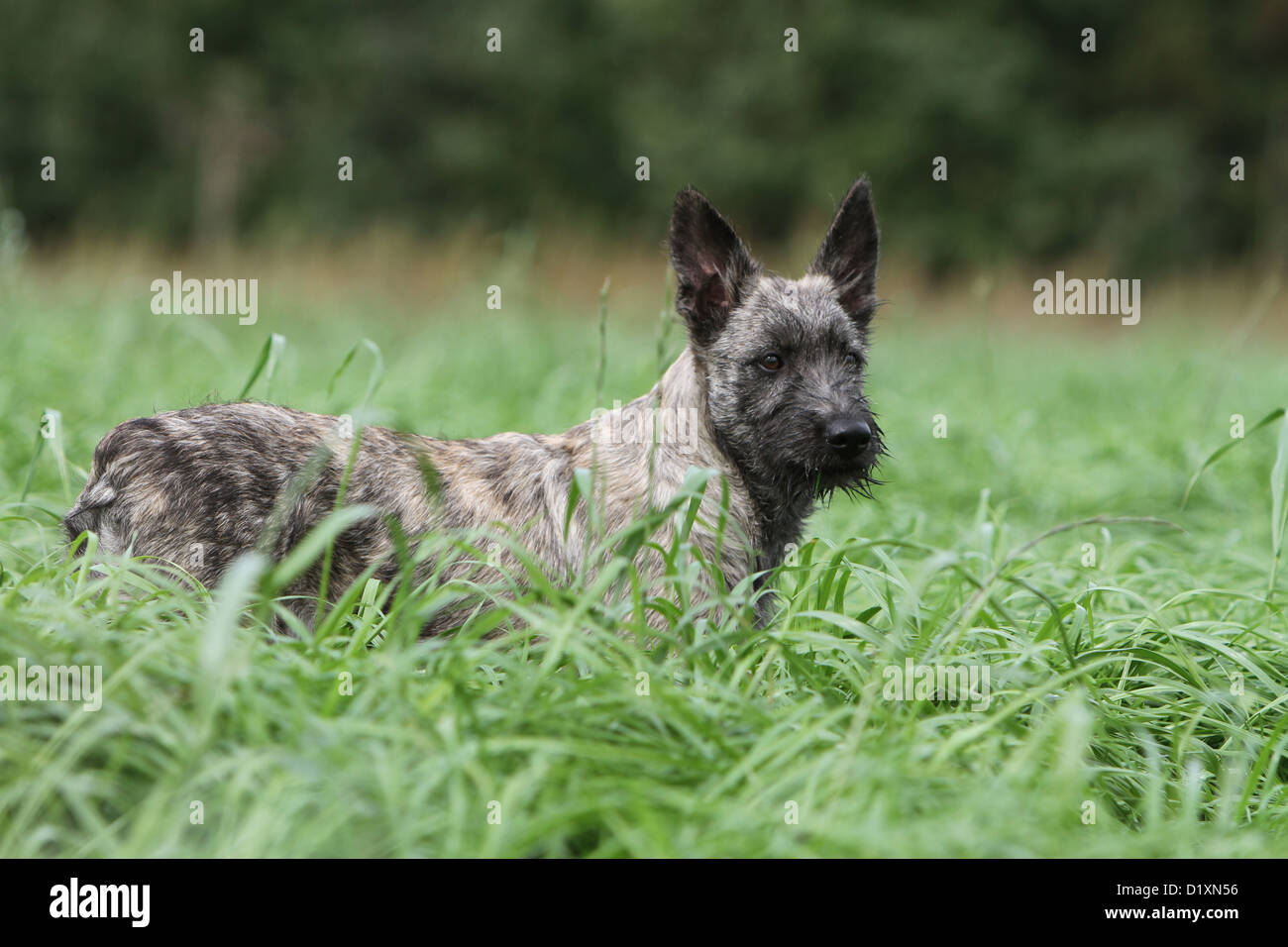 Dog Bouvier des Ardennes - Ardennes Cattle Dog puppy gray in the grass Stock Photo
