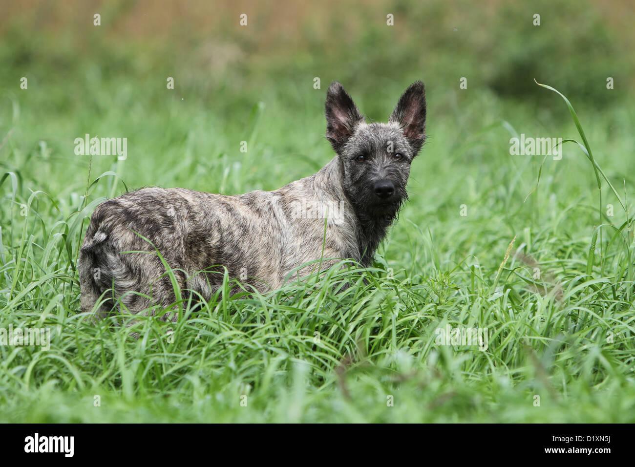 Dog Bouvier des Ardennes - Ardennes Cattle Dog puppy gray in the grass Stock Photo