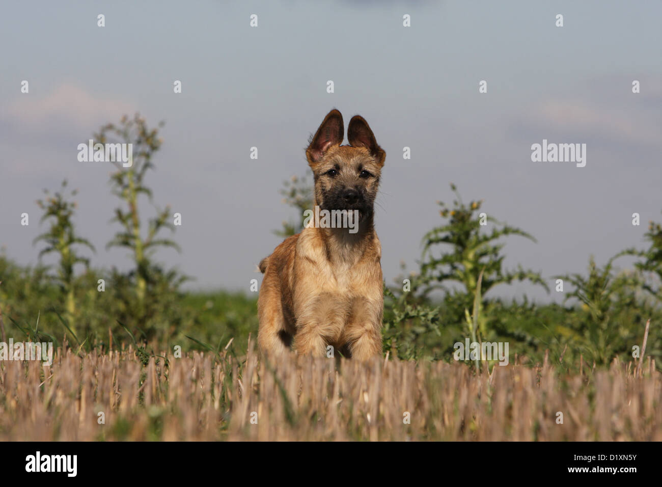 Dog Bouvier des Ardennes - Ardennes Cattle Dog puppy standing in a field Stock Photo