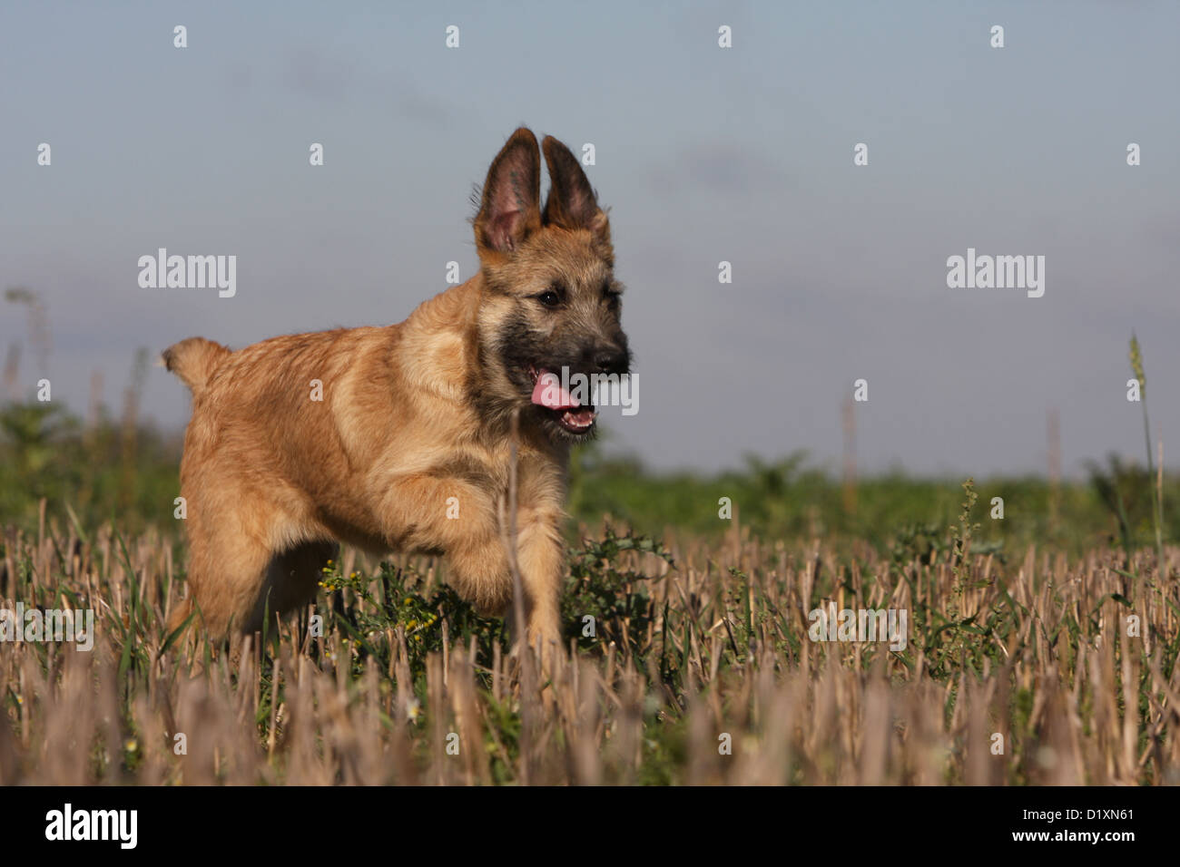 Dog Bouvier des Ardennes - Ardennes Cattle Dog puppy fawn running in a field Stock Photo