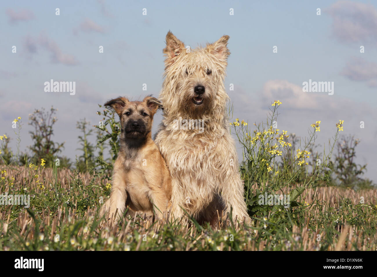 Dog Bouvier des Ardennes - Ardennes Cattle Dog adult and puppy sitting different colors Stock Photo