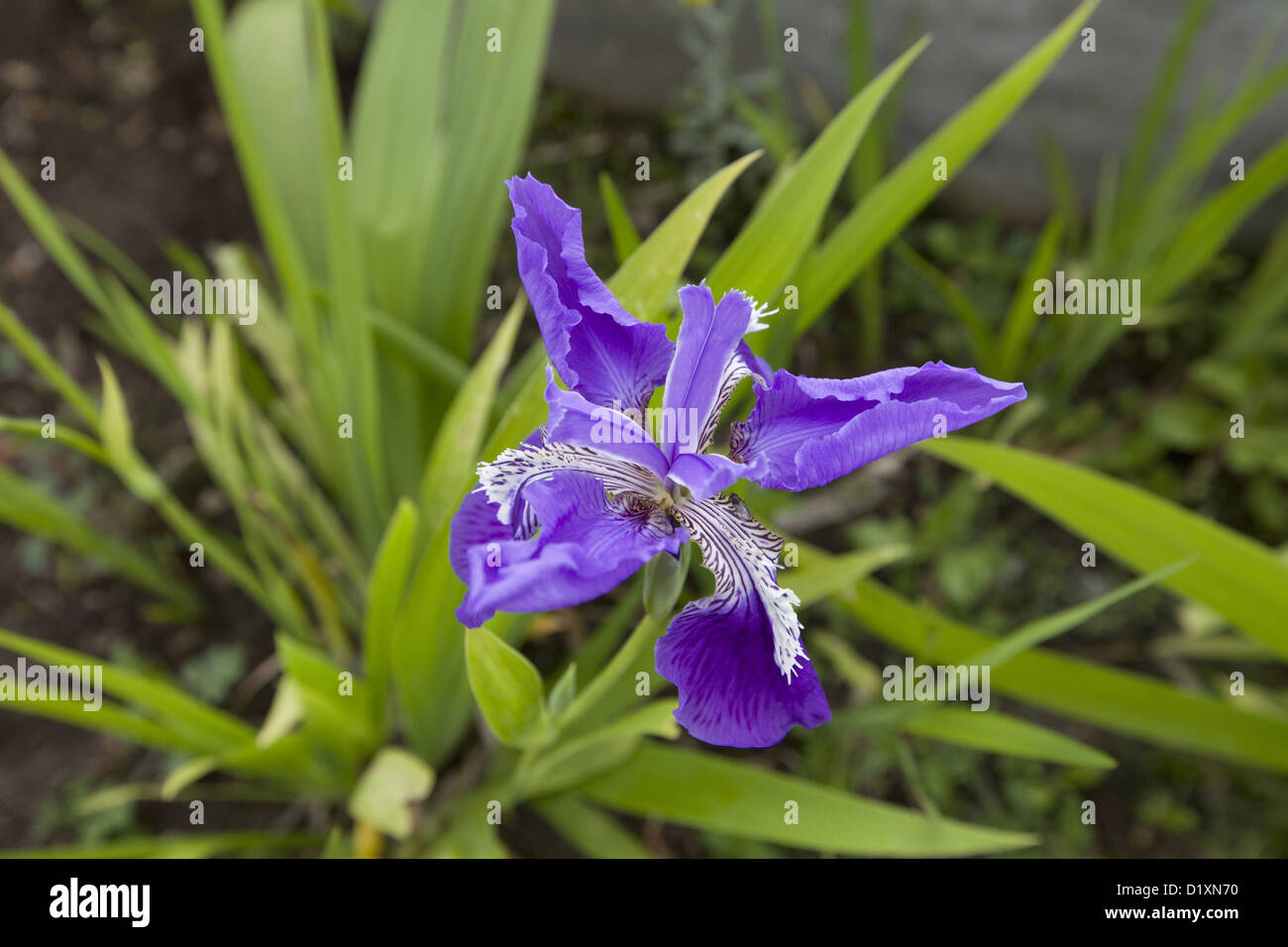 Purple wild flower. Bomdila, Arunachal Pradesh, India Stock Photo Alamy