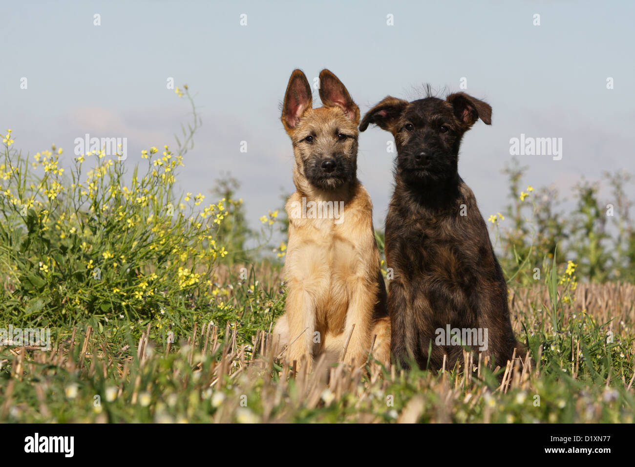 Dog Bouvier des Ardennes - Ardennes Cattle Dog two puppies fawn and dark gray sitting Stock Photo