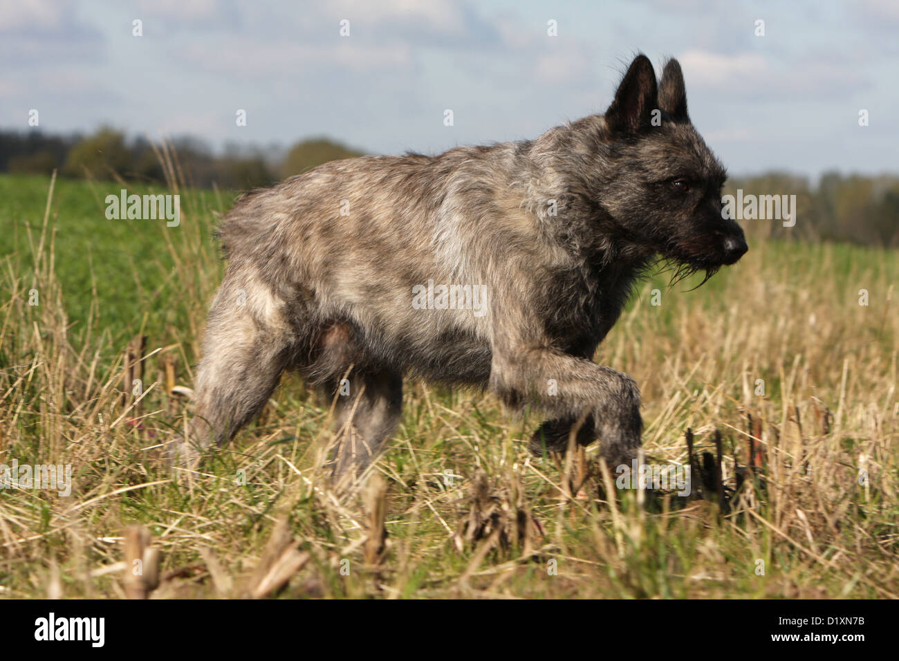Dog Bouvier des Ardennes - Ardennes Cattle Dog adult gray running in a field Stock Photo