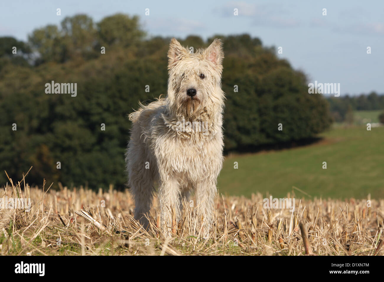 Dog Bouvier des Ardennes - Ardennes Cattle Dog adult straw colored standing in a field Stock Photo
