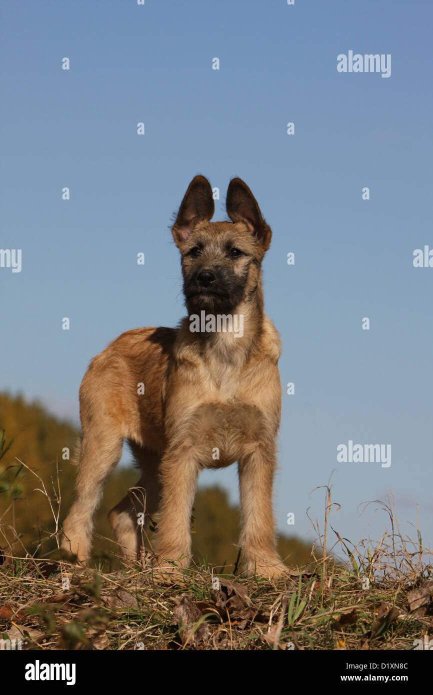 Dog Bouvier des Ardennes - Ardennes Cattle Dog puppy fawn standing Stock Photo