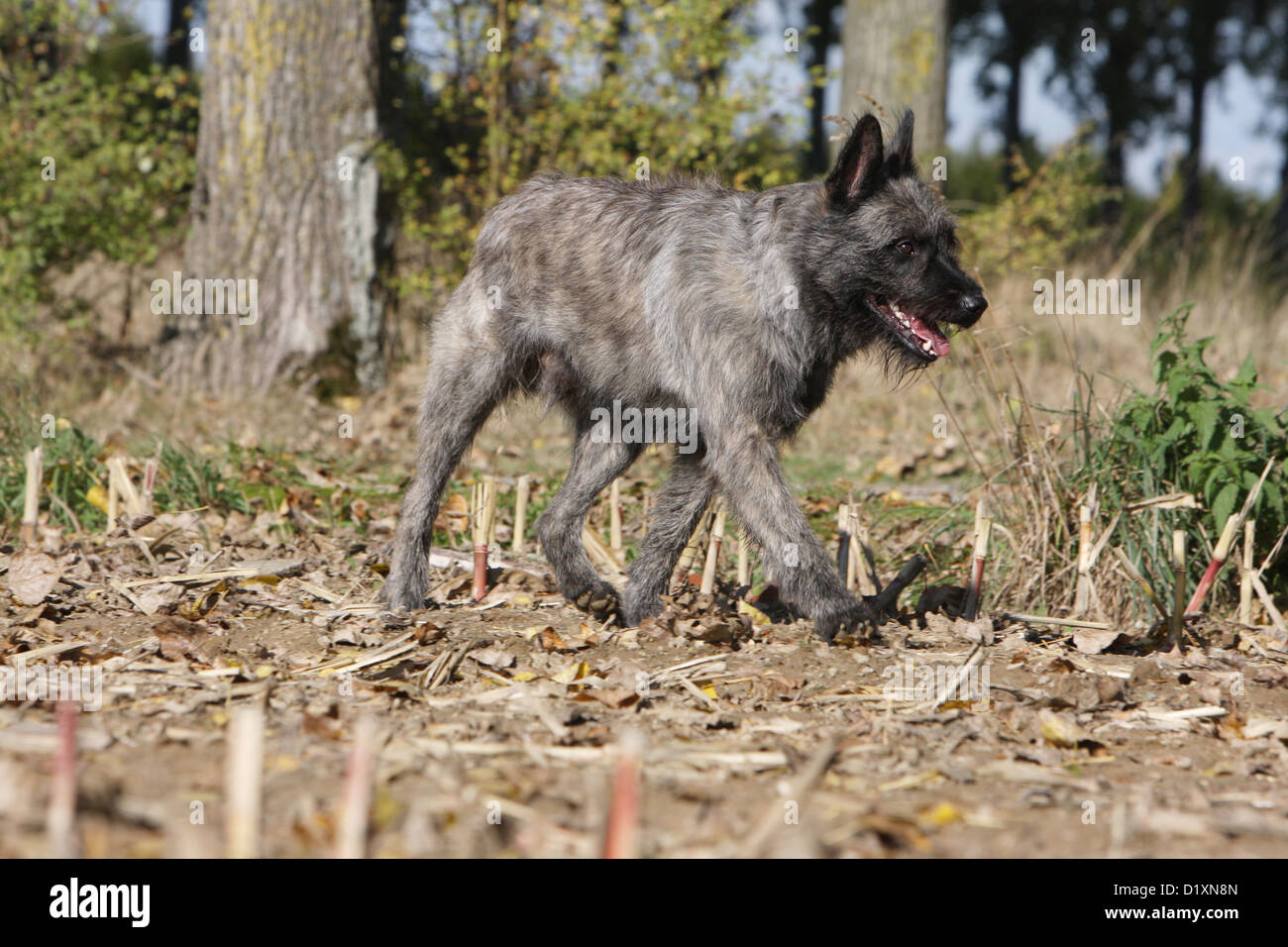 Dog Bouvier des Ardennes - Ardennes Cattle Dog adult gray running in a field Stock Photo