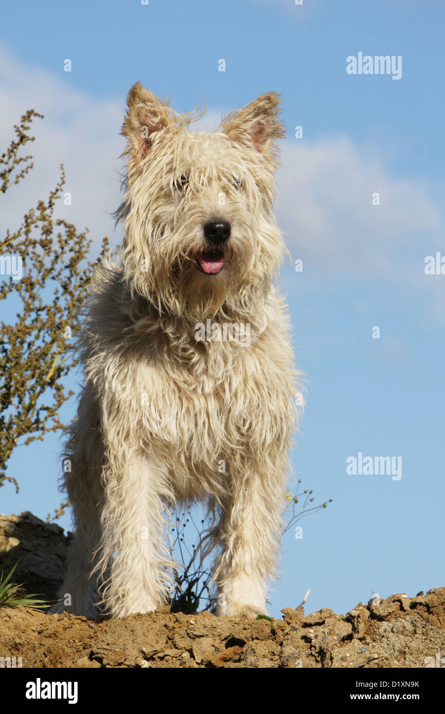 Dog Bouvier des Ardennes - Ardennes Cattle Dog adult straw colored standing face Stock Photo