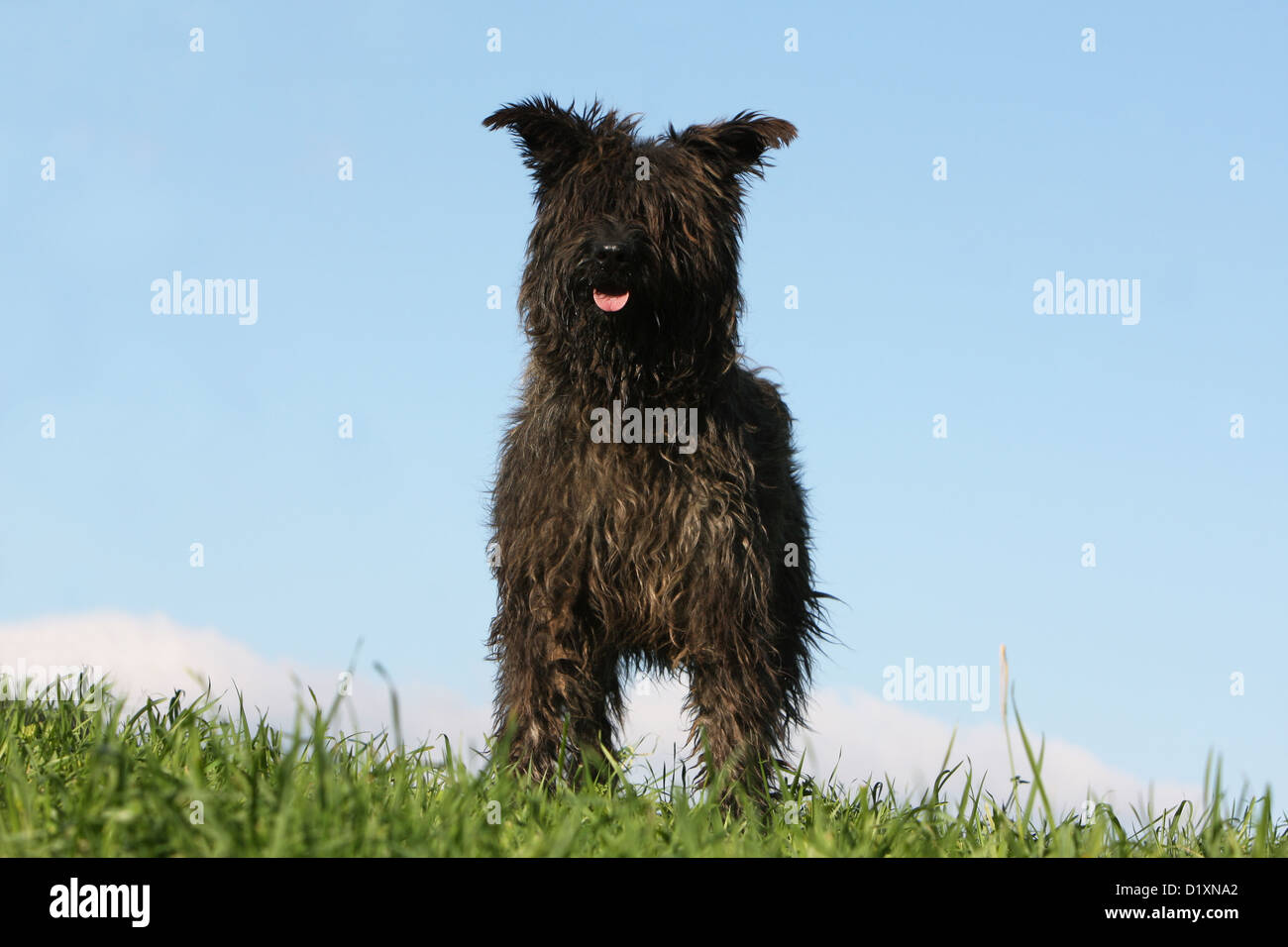 Dog Bouvier des Ardennes - Ardennes Cattle Dog adult dark gray standing in a meadow Stock Photo