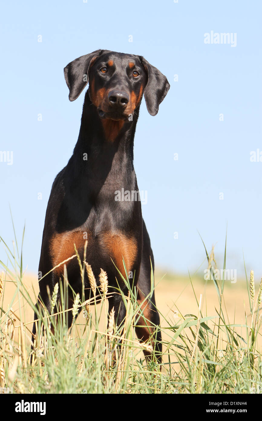 do doberman ears stand up naturally