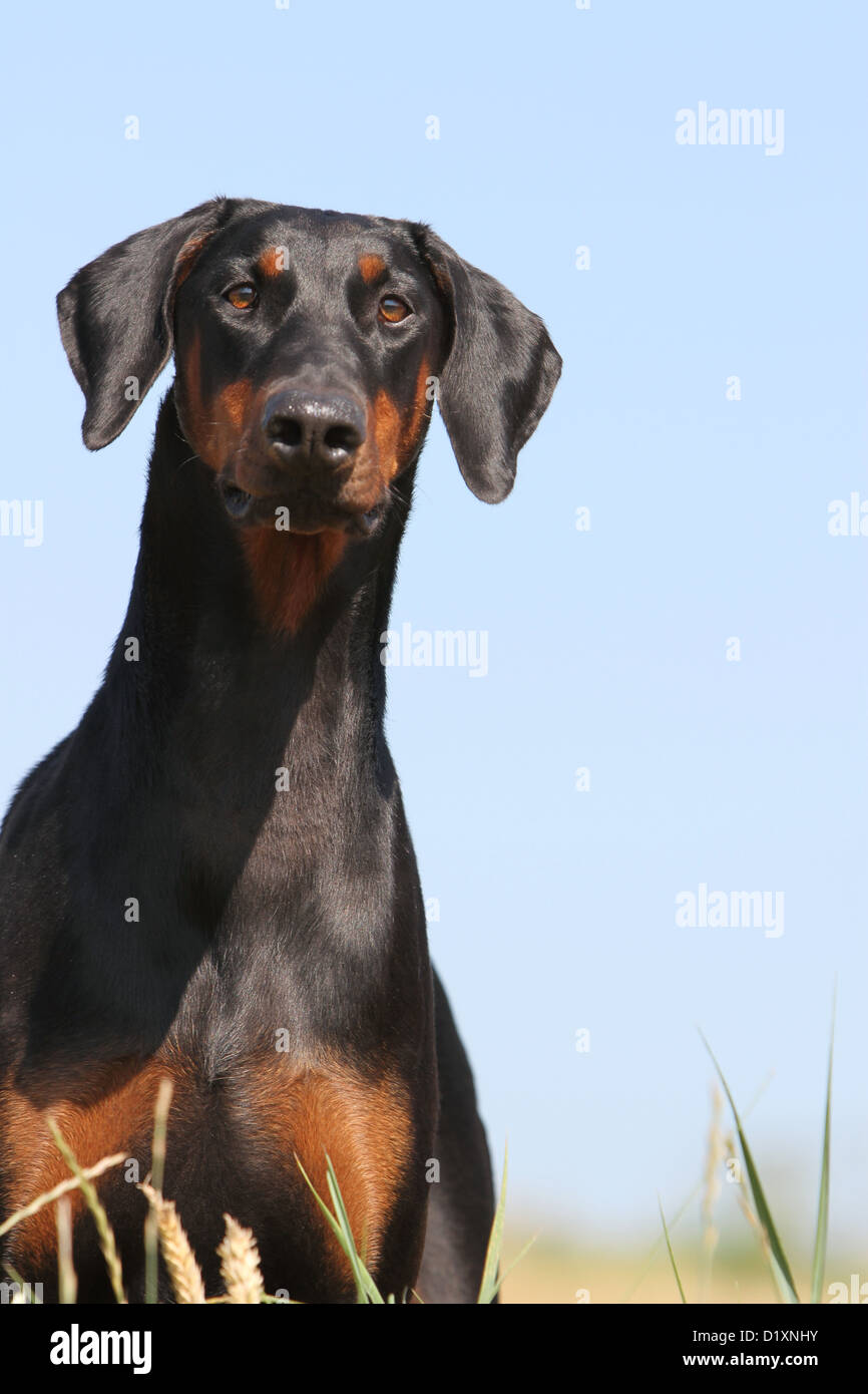 Dog Dobermann / Doberman Pinscher (natural ears) adult portrait Stock Photo