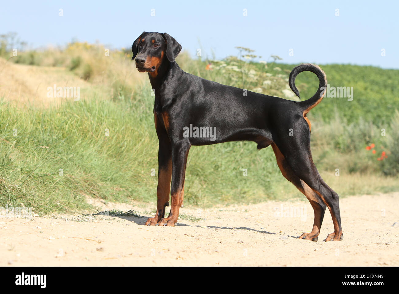 Dog Dobermann / Doberman Pinscher (natural ears) adult standard profile Stock Photo