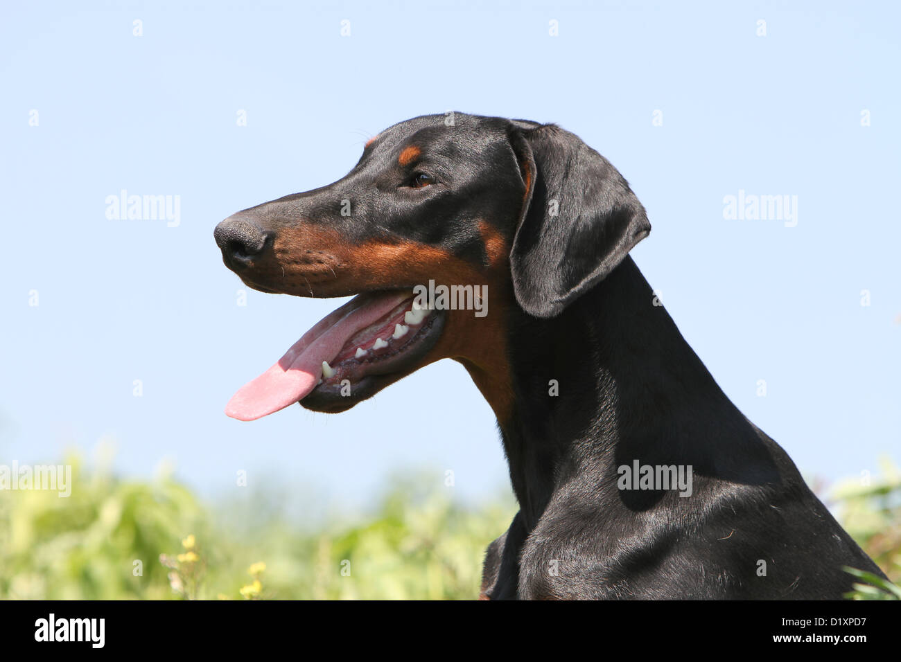 Doberman Pinscher Natural Ears