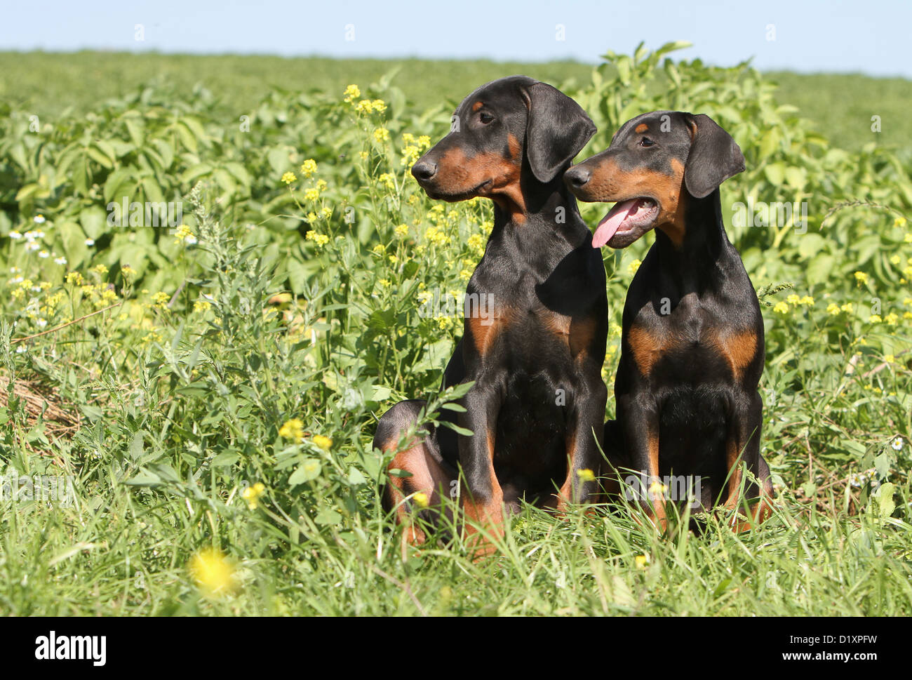 Doberman pinscher puppies hi res stock photography and images