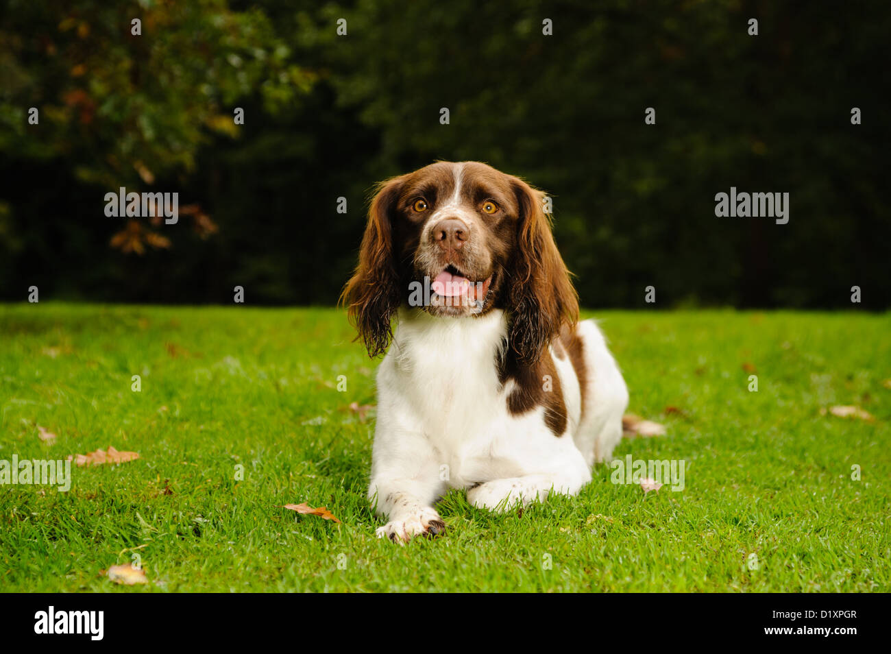 Young Springer Spaniel outside in Autumnal setting Stock Photo