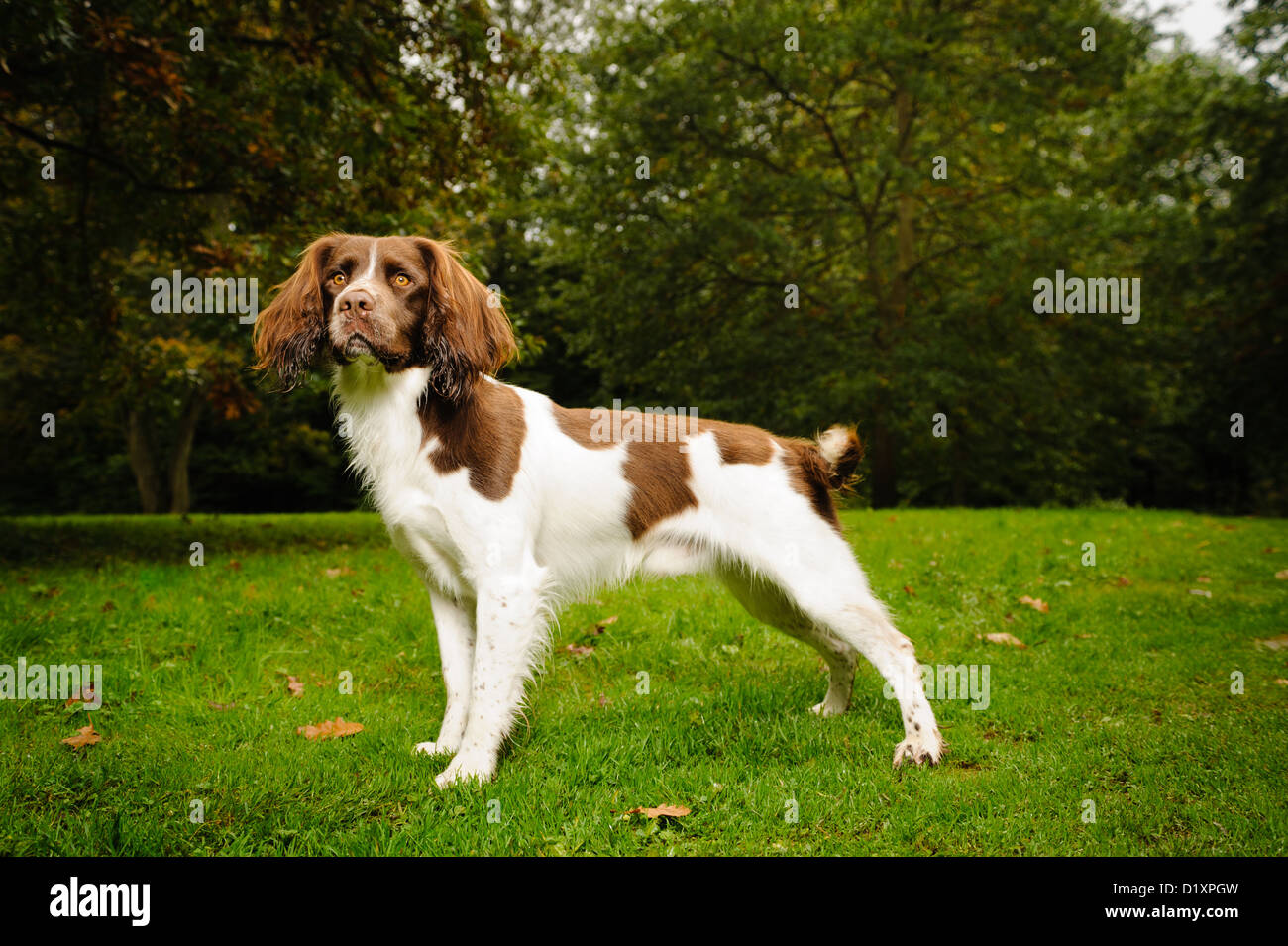 Young Springer Spaniel outside in Autumnal setting Stock Photo