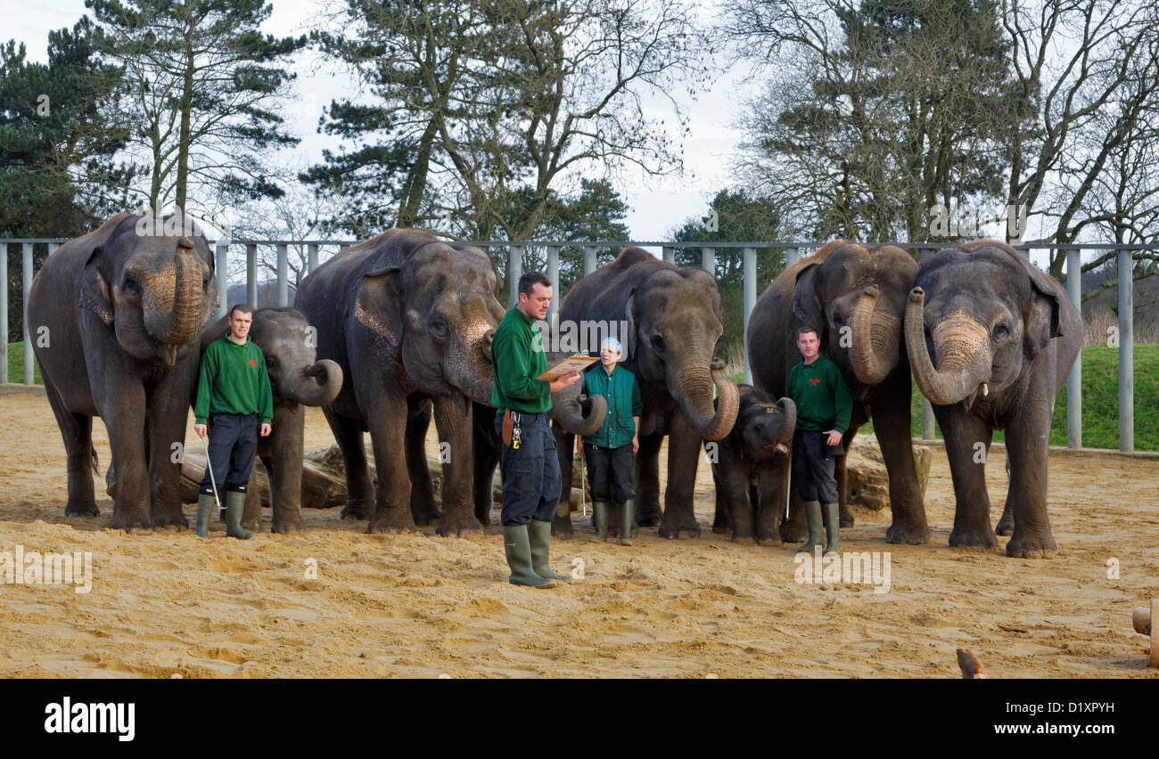 Whipsnade Zoo, Beds, UK. 8th January 2013. Whipsnade Zoo annual stocktake 2013.  Credit:  Archimage / Alamy Live News Stock Photo
