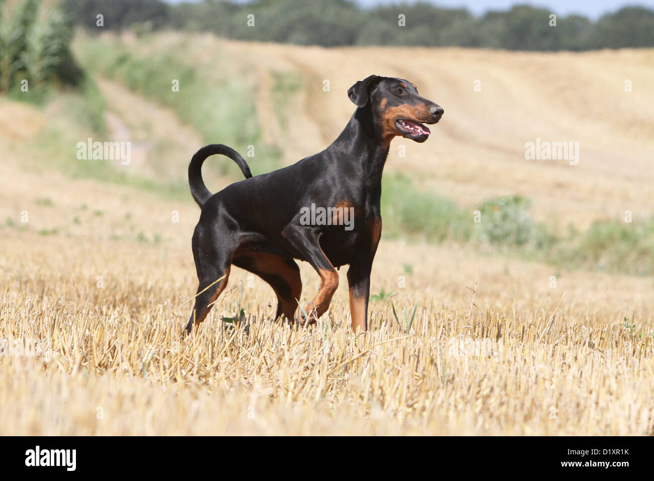 Dog Dobermann / Pinscher ears) adult standing raised Stock - Alamy