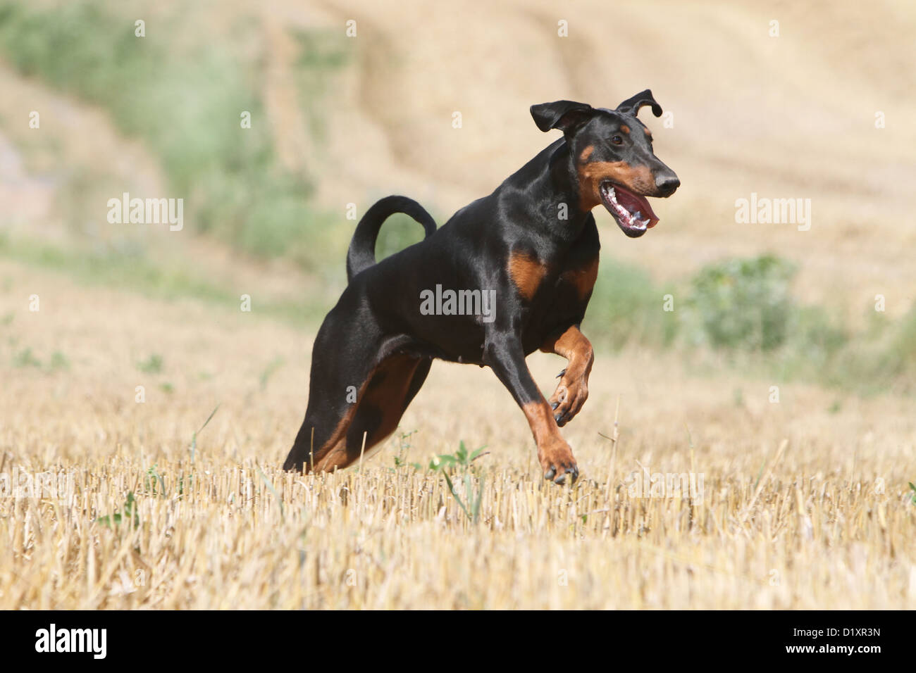 Dog Dobermann / Doberman Pinscher (natural ears) adult running Stock Photo