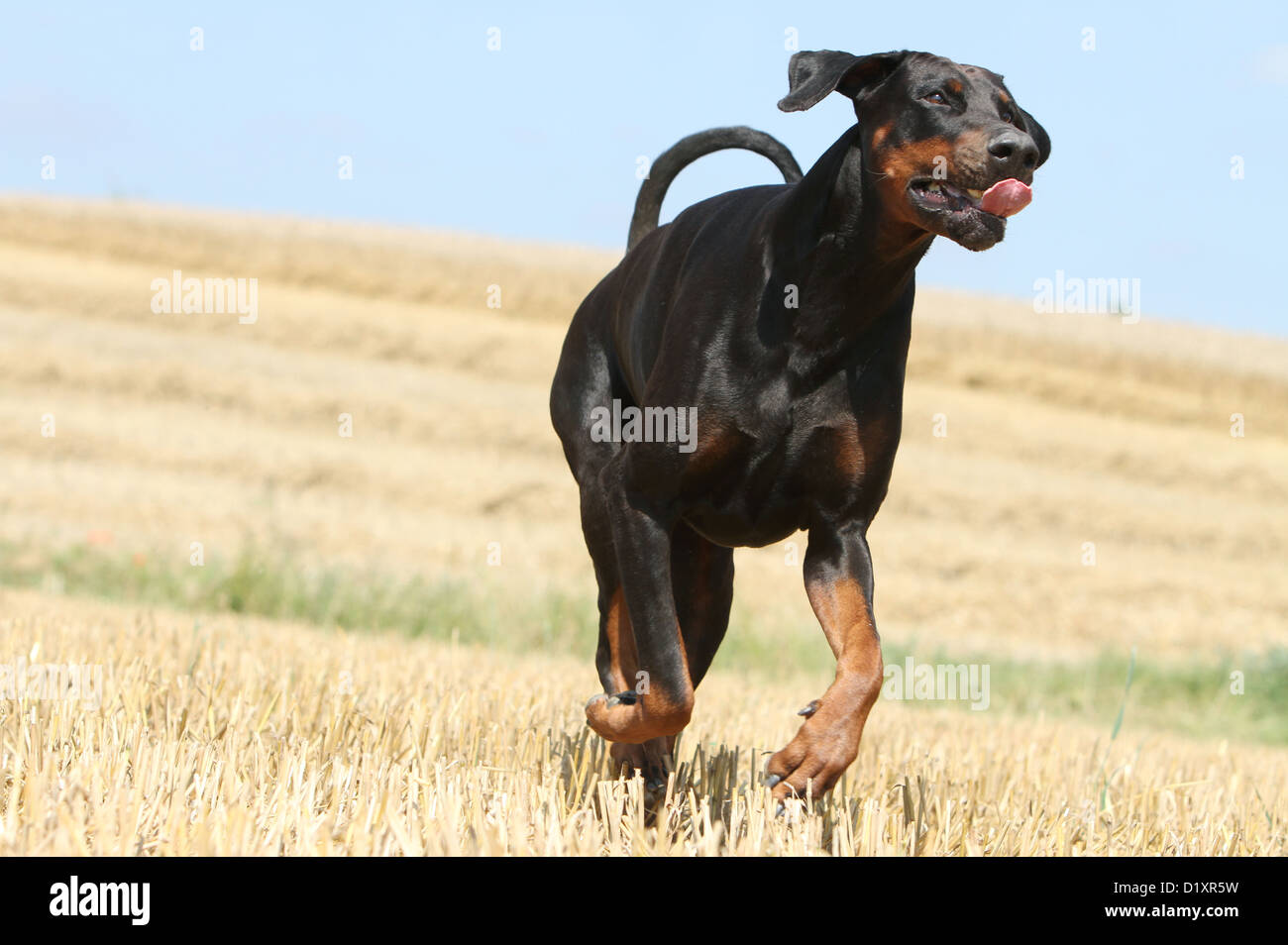 Dog Dobermann / Doberman Pinscher (natural ears) adult running Stock Photo