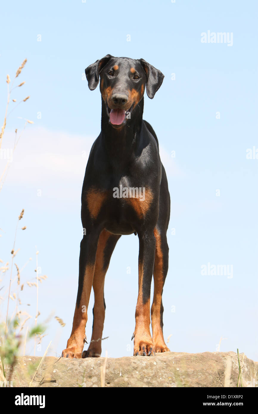 Red hotsell rock dobermans