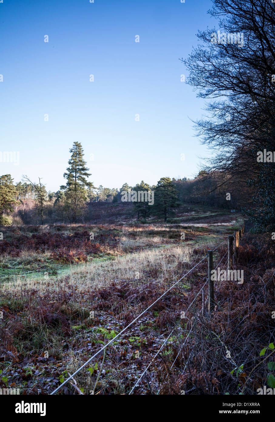 Trail on Leith Hill, The Surrey Hills Stock Photo Alamy