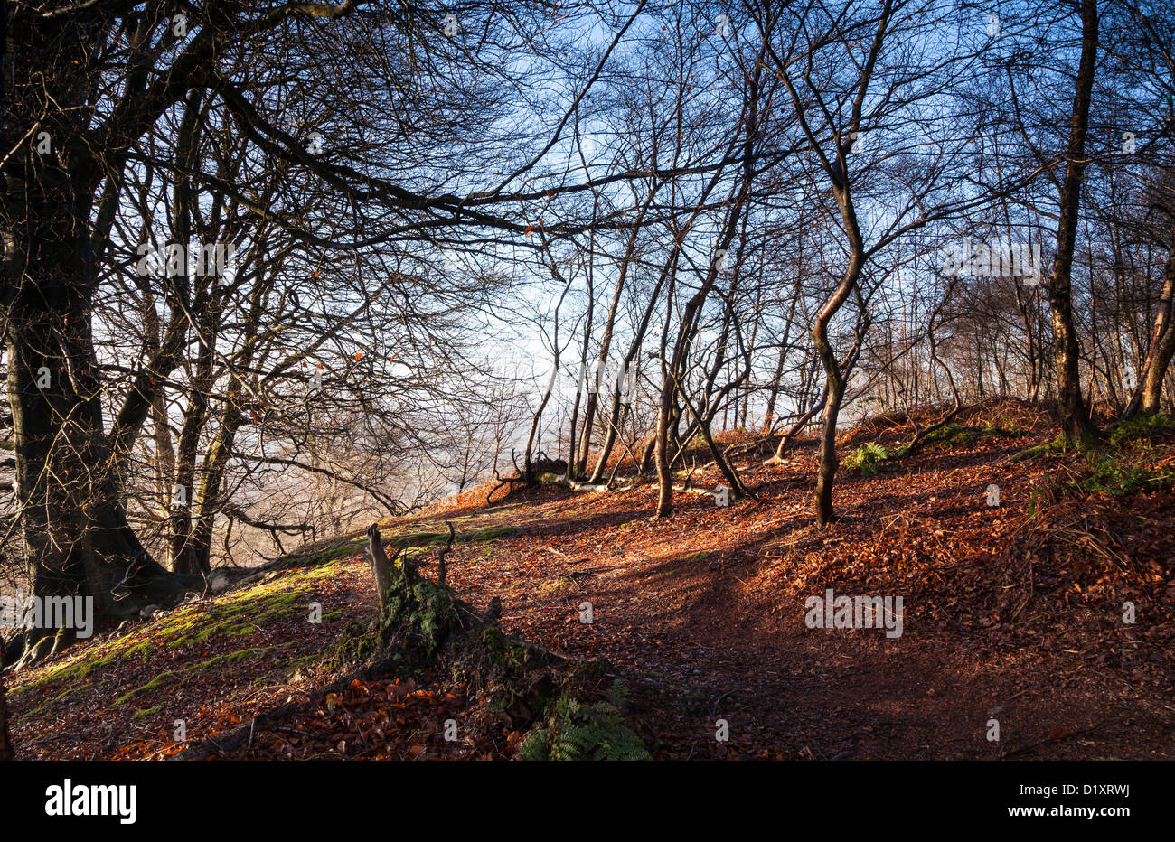 Woodland in the Surrey Hills at Sunrise Stock Photo Alamy