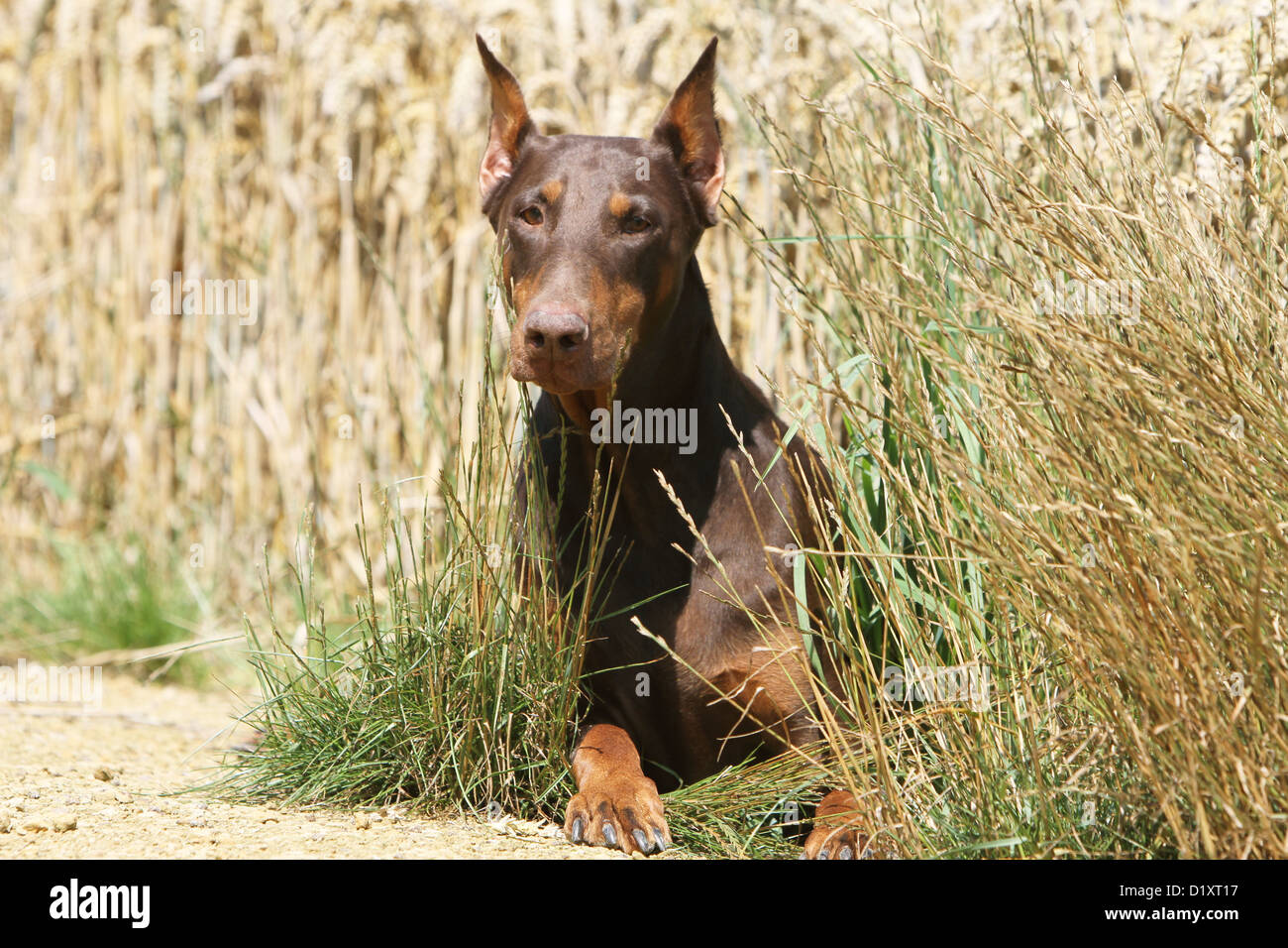 https://c8.alamy.com/comp/D1XT17/dog-dobermann-doberman-pinscher-cropped-ears-adult-lying-in-a-field-D1XT17.jpg