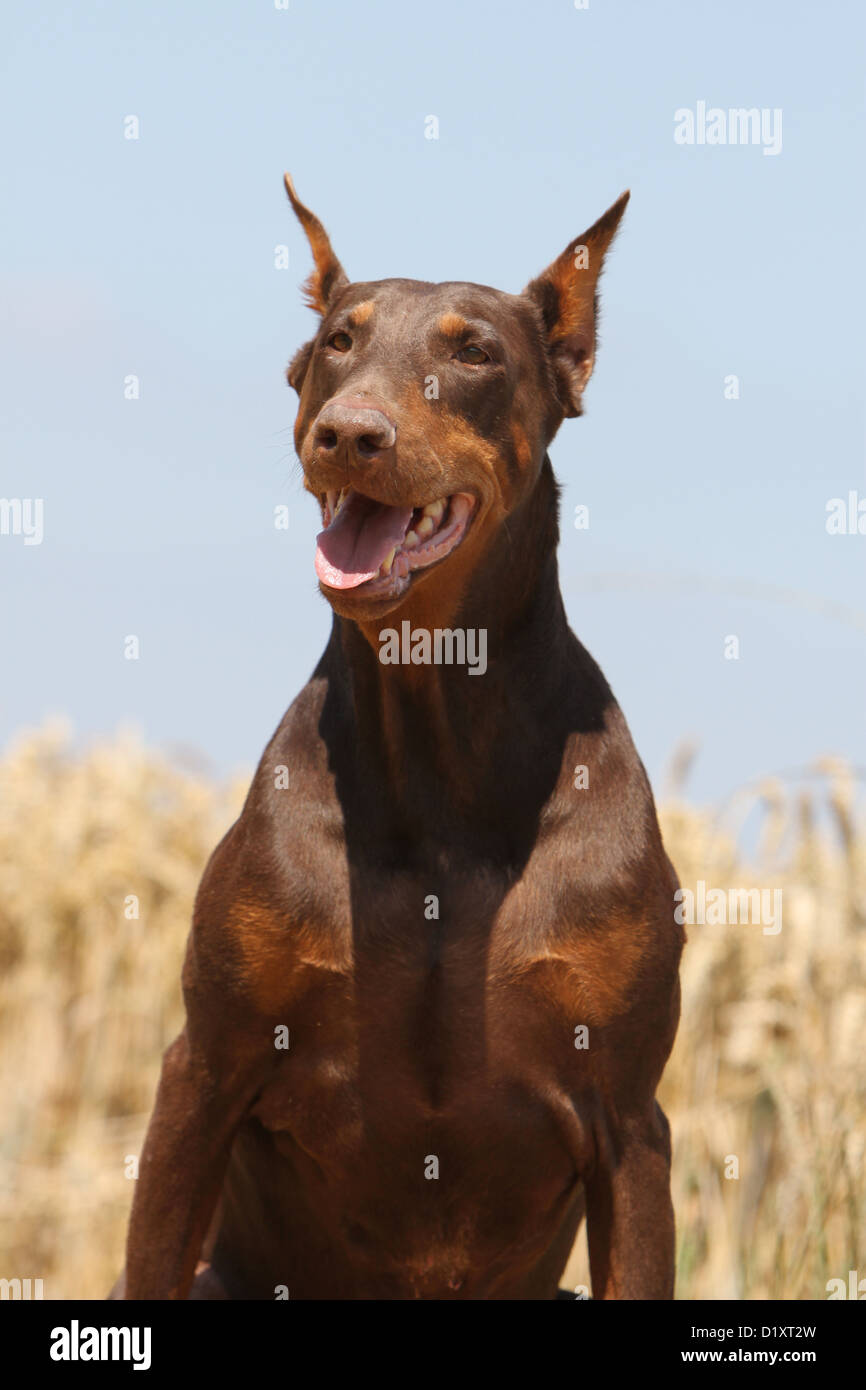 Doberman pinscher cut ears 2025
